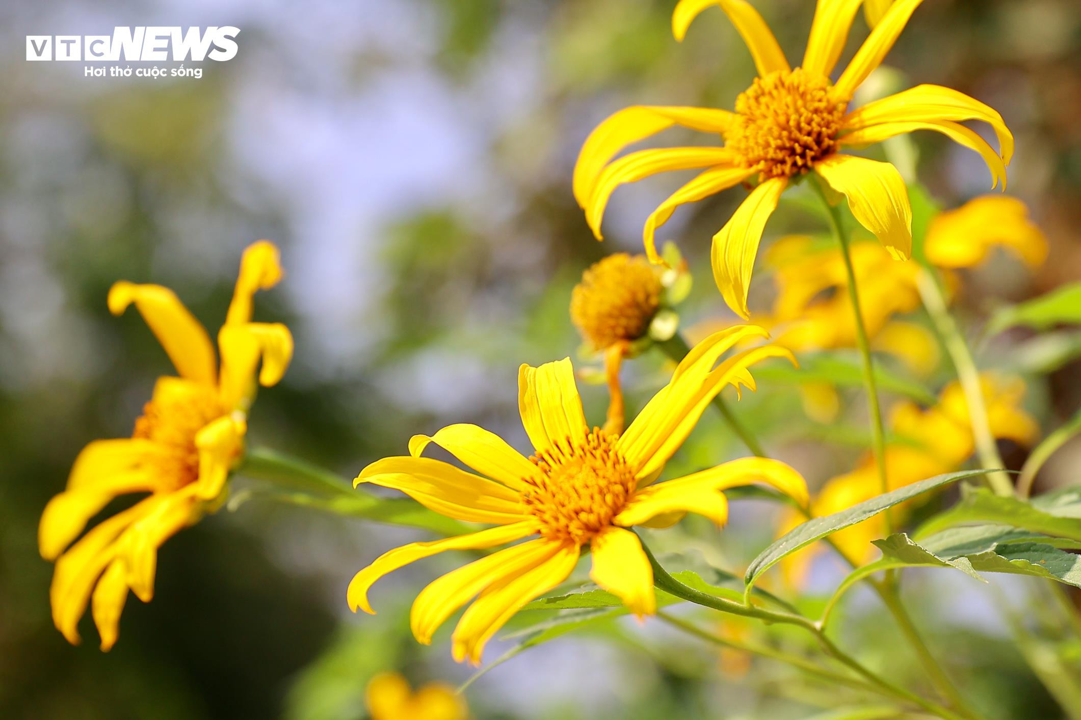 Giới trẻ mê mẩn check-in thiên đường hoa dã quỳ ở ngoại thành Hà Nội - 6