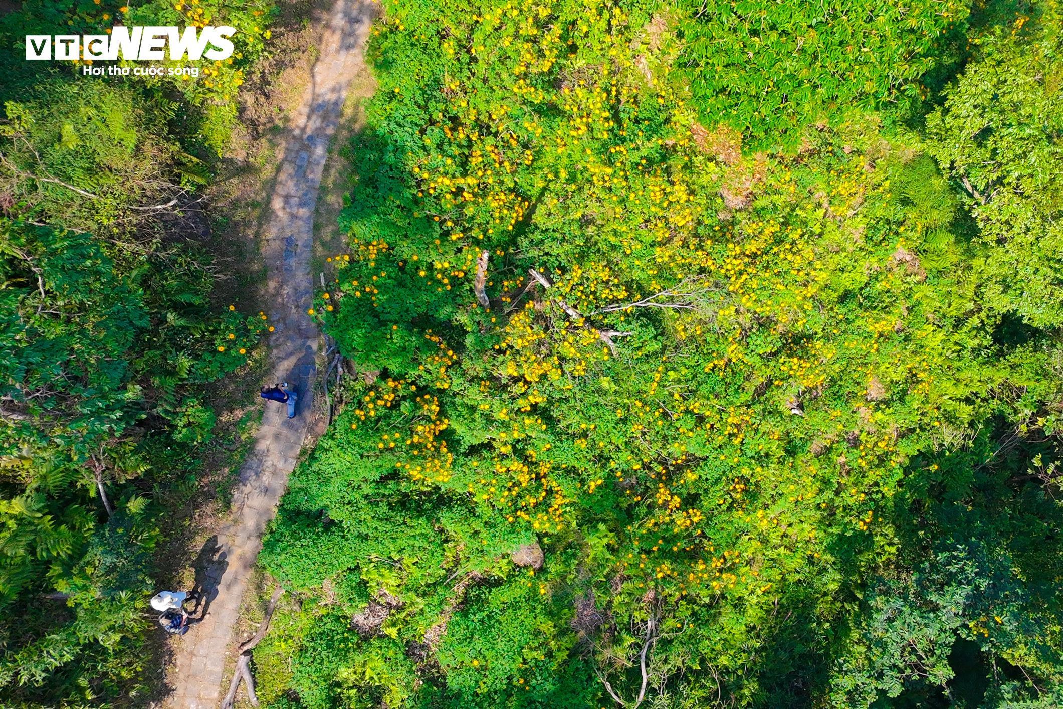 Giới trẻ mê mẩn check-in thiên đường hoa dã quỳ ở ngoại thành Hà Nội - 1