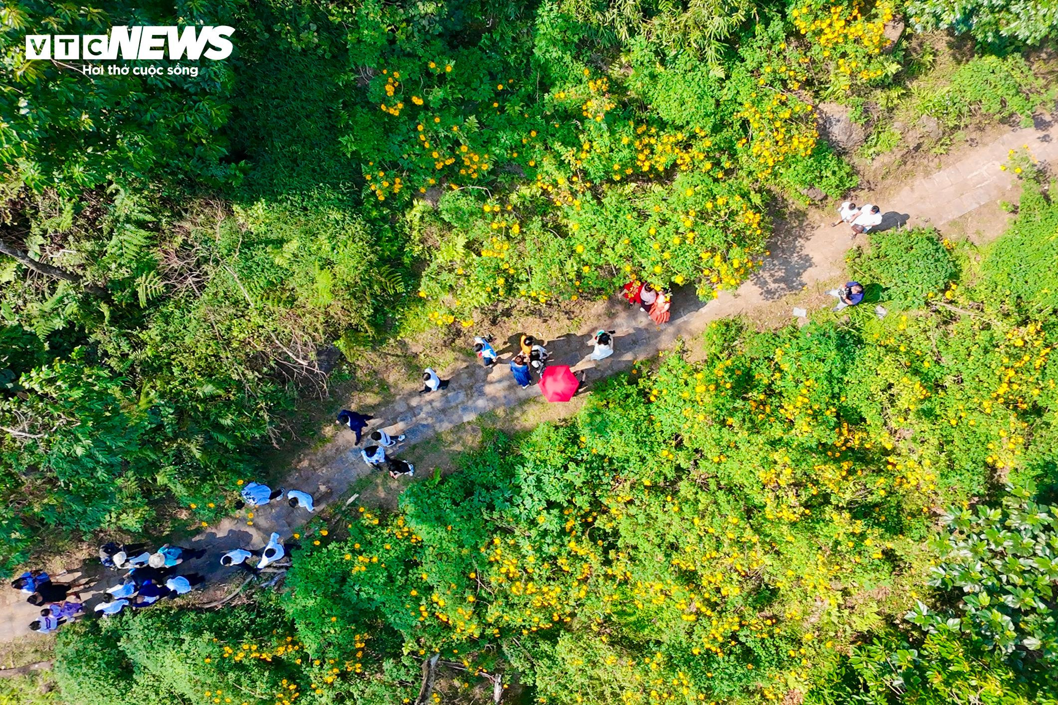 Giới trẻ mê mẩn check-in thiên đường hoa dã quỳ ở ngoại thành Hà Nội - 2