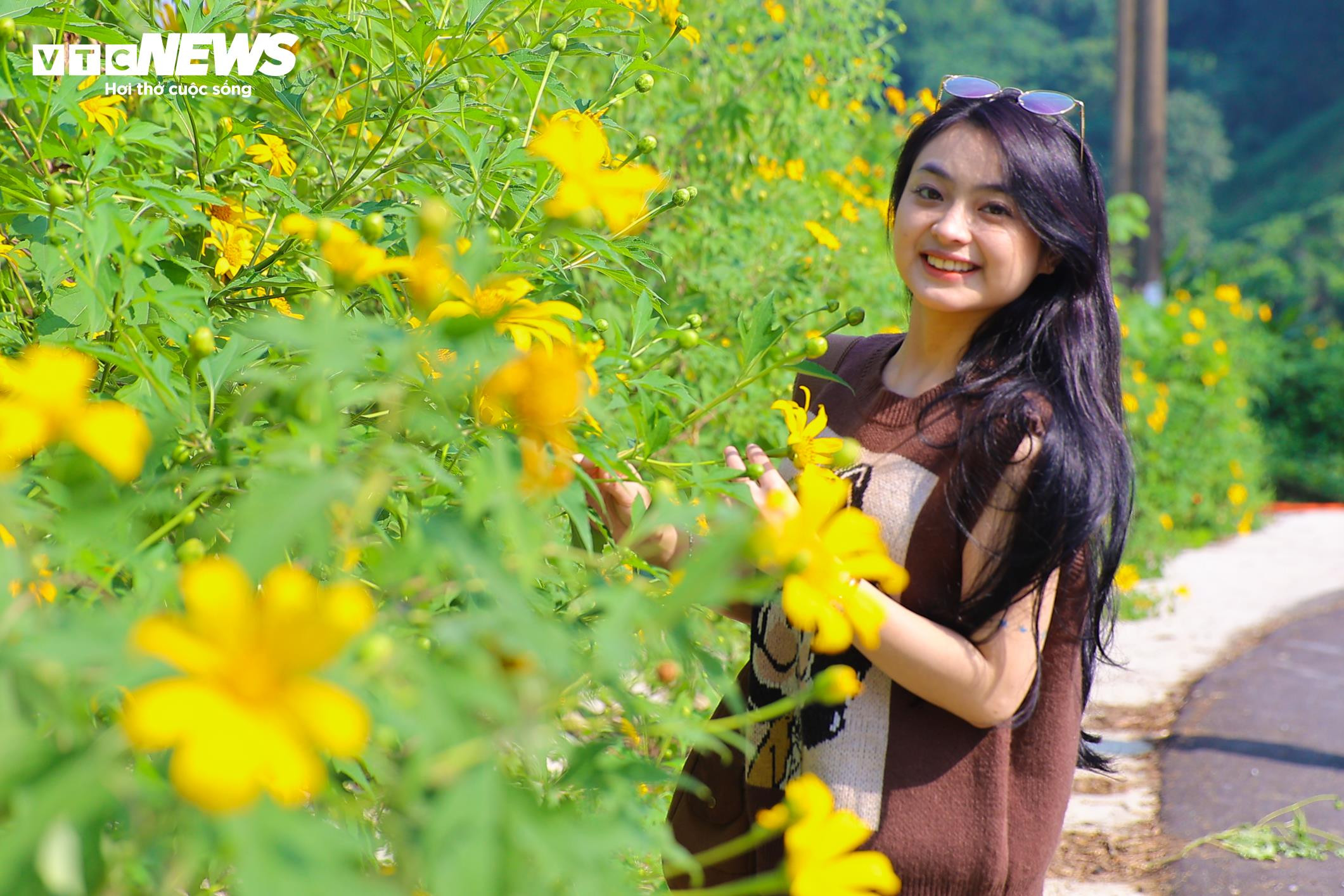 Giới trẻ mê mẩn check-in thiên đường hoa dã quỳ ở ngoại thành Hà Nội - 9