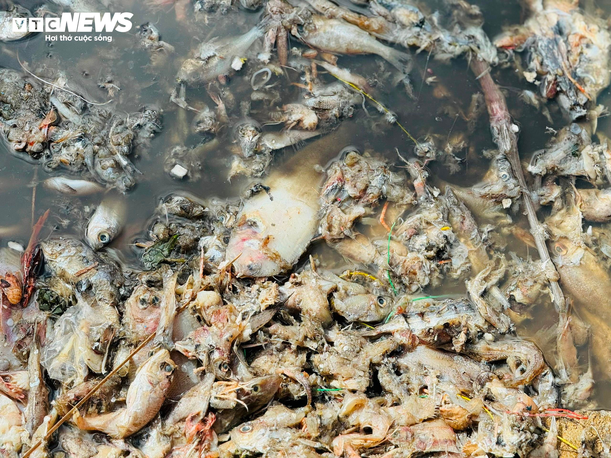 Kinh hãi nước thải, rác rưởi 'tra tấn' cảng cá ở Quảng Ngãi - 6