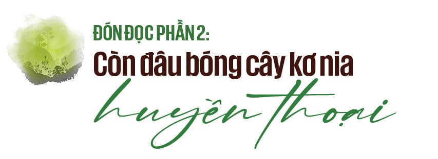 Làm gì còn nhiều rừng mà gọi là 'Đại ngàn Tây Nguyên' - 19