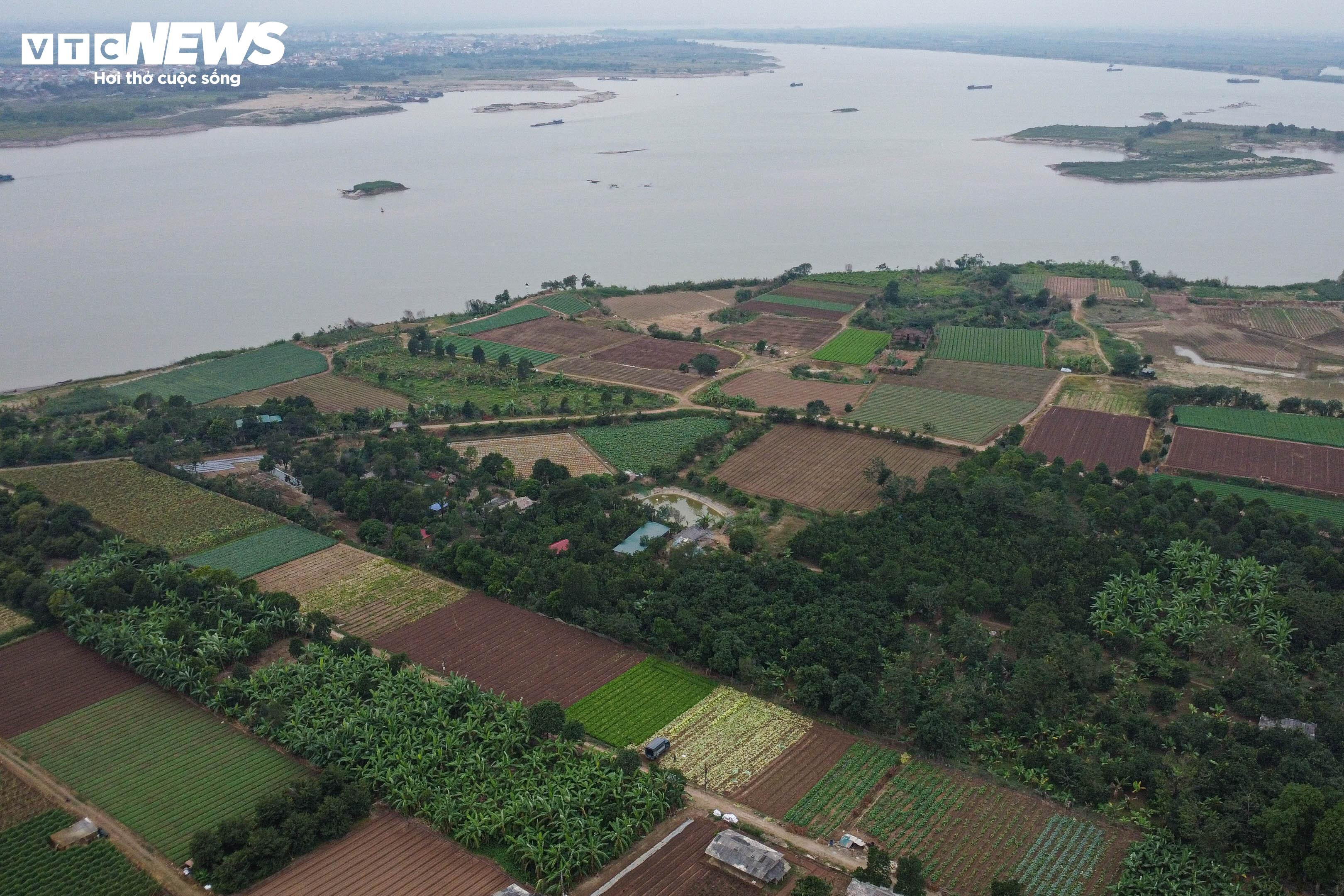 Bưởi đỏ 'tiến vua' mất mùa do bão lũ, giá tăng gấp đôi - 1