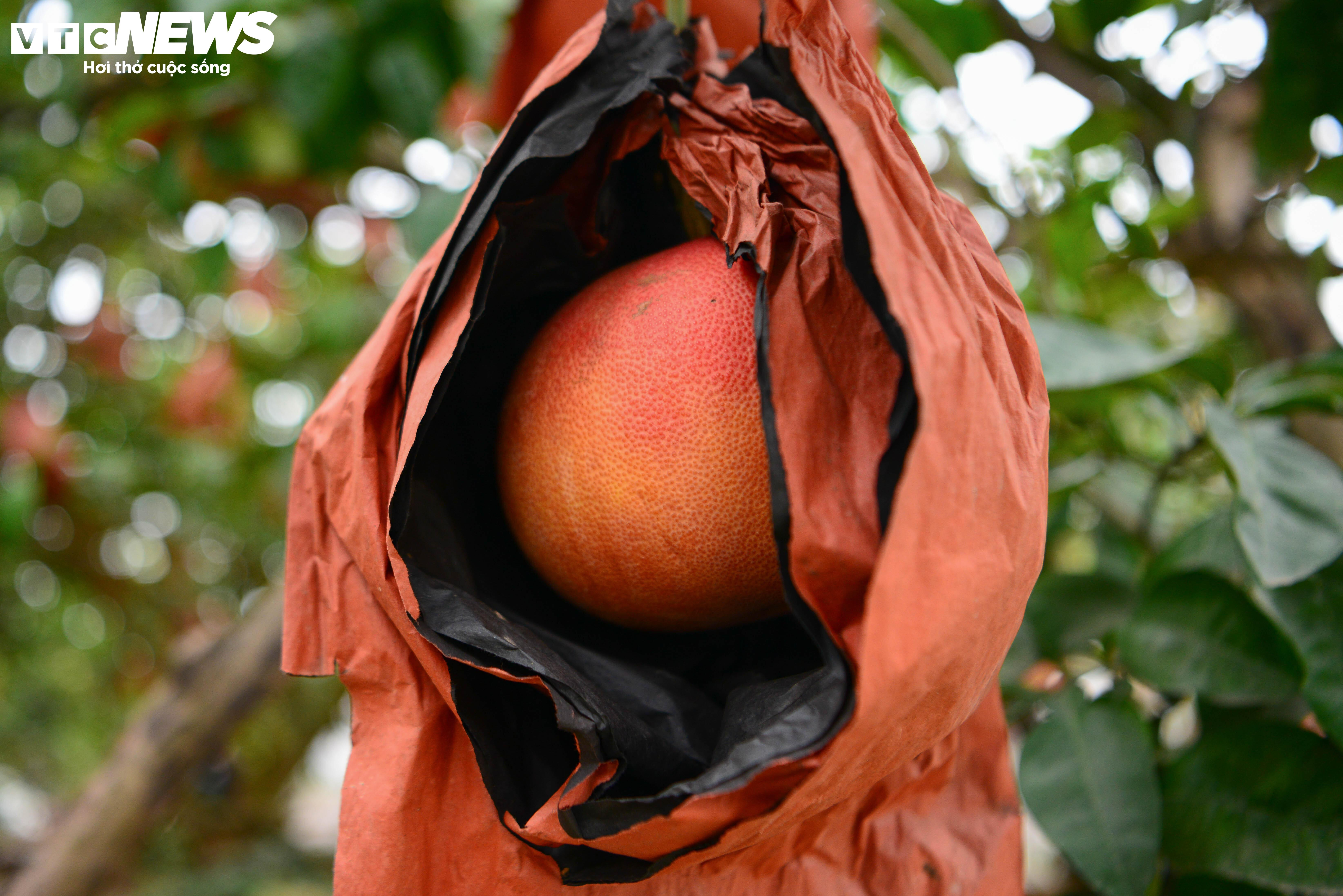 Bưởi đỏ 'tiến vua' mất mùa do bão lũ, giá tăng gấp đôi - 13