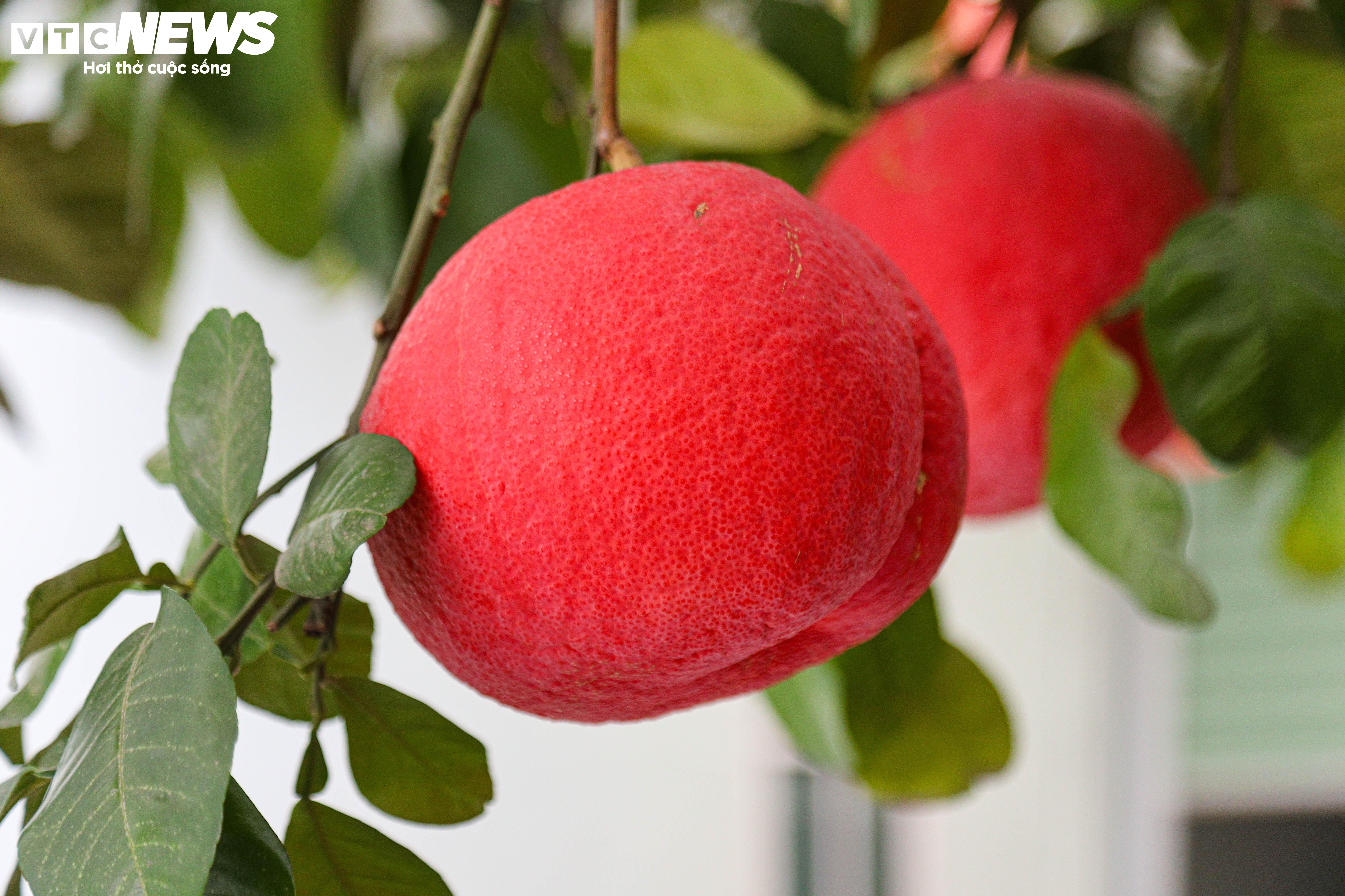 Bưởi đỏ 'tiến vua' mất mùa do bão lũ, giá tăng gấp đôi - 2