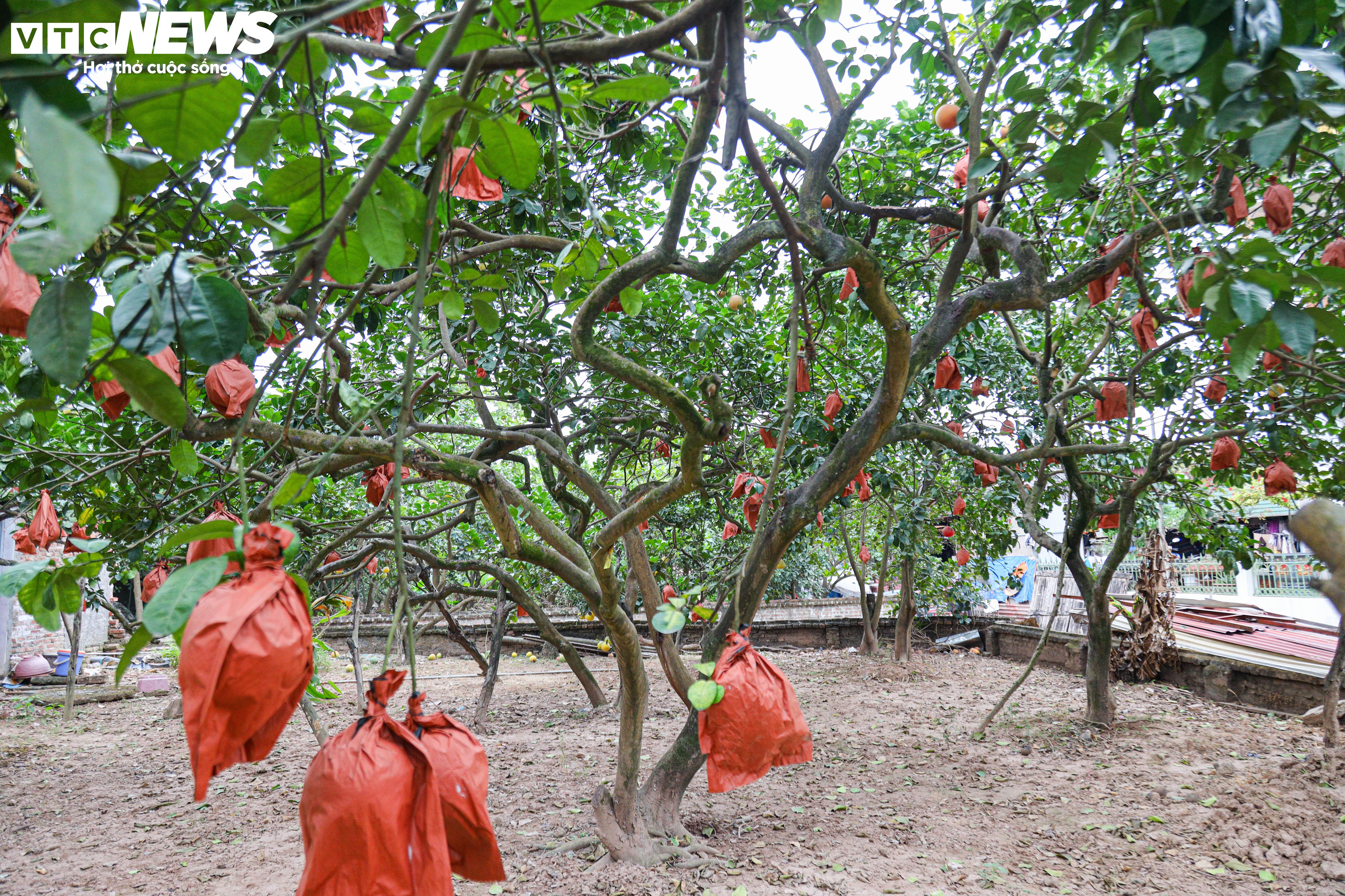 Bưởi đỏ 'tiến vua' mất mùa do bão lũ, giá tăng gấp đôi - 15
