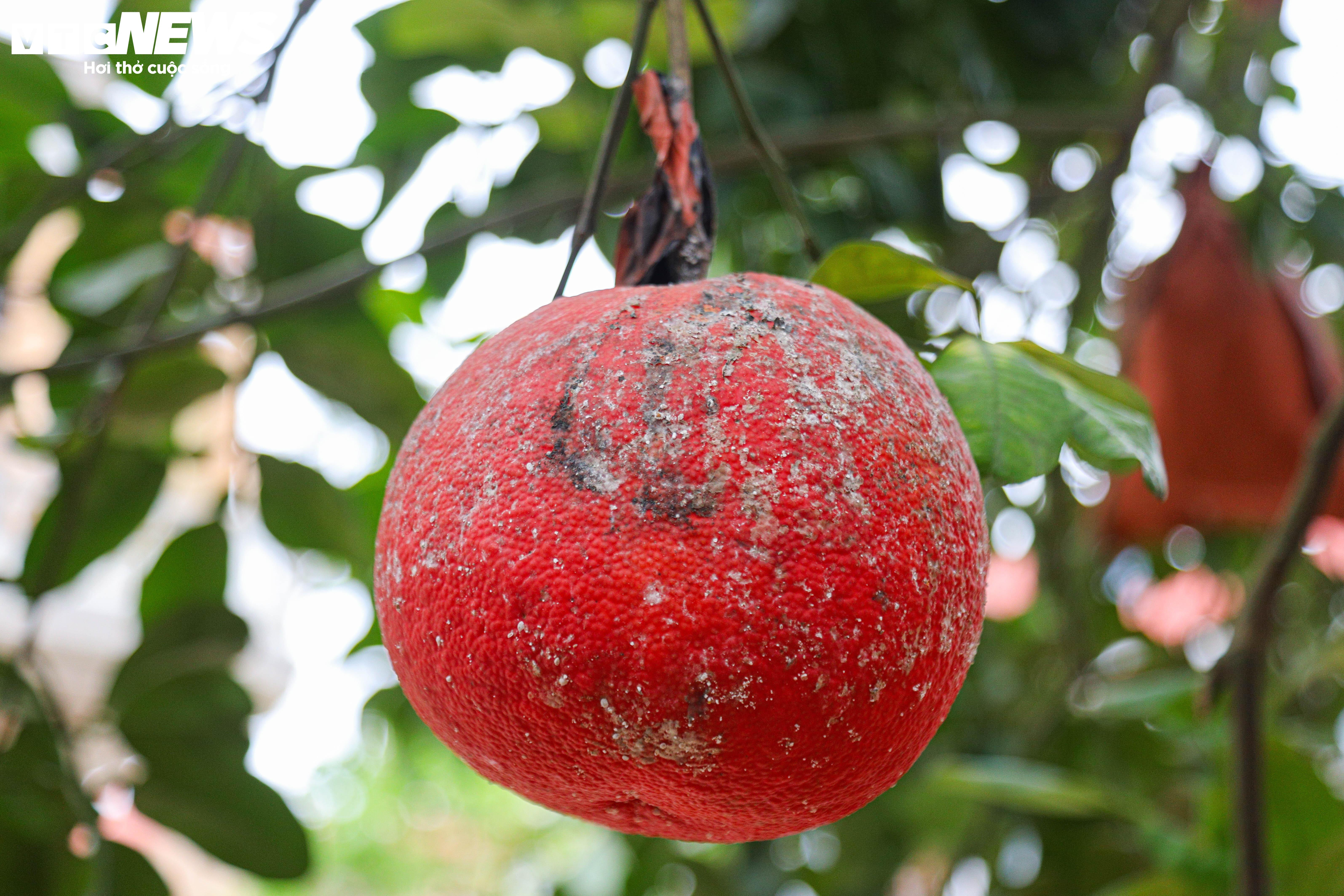 Bưởi đỏ 'tiến vua' mất mùa do bão lũ, giá tăng gấp đôi - 14