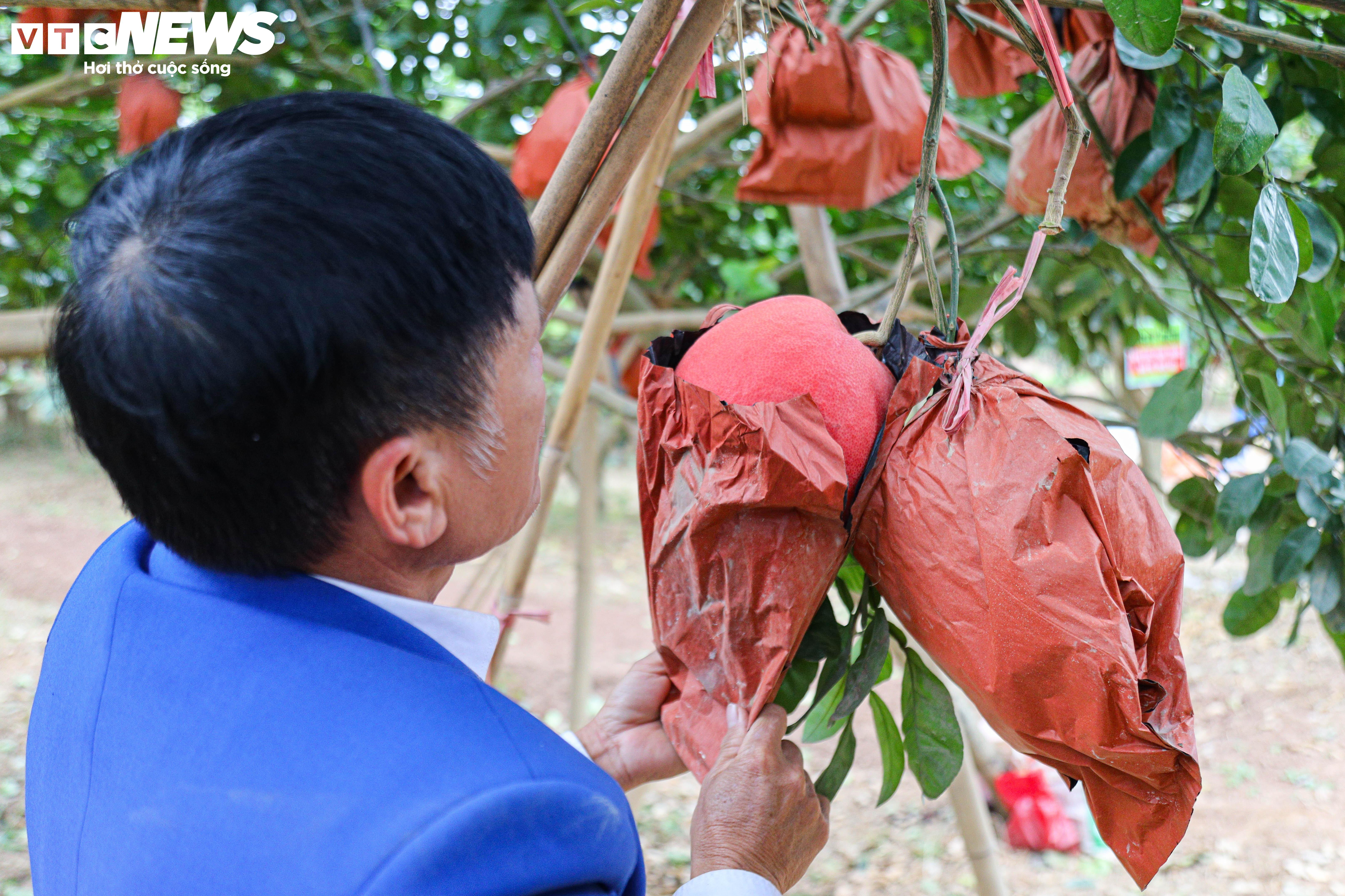 Bưởi đỏ 'tiến vua' mất mùa do bão lũ, giá tăng gấp đôi - 4