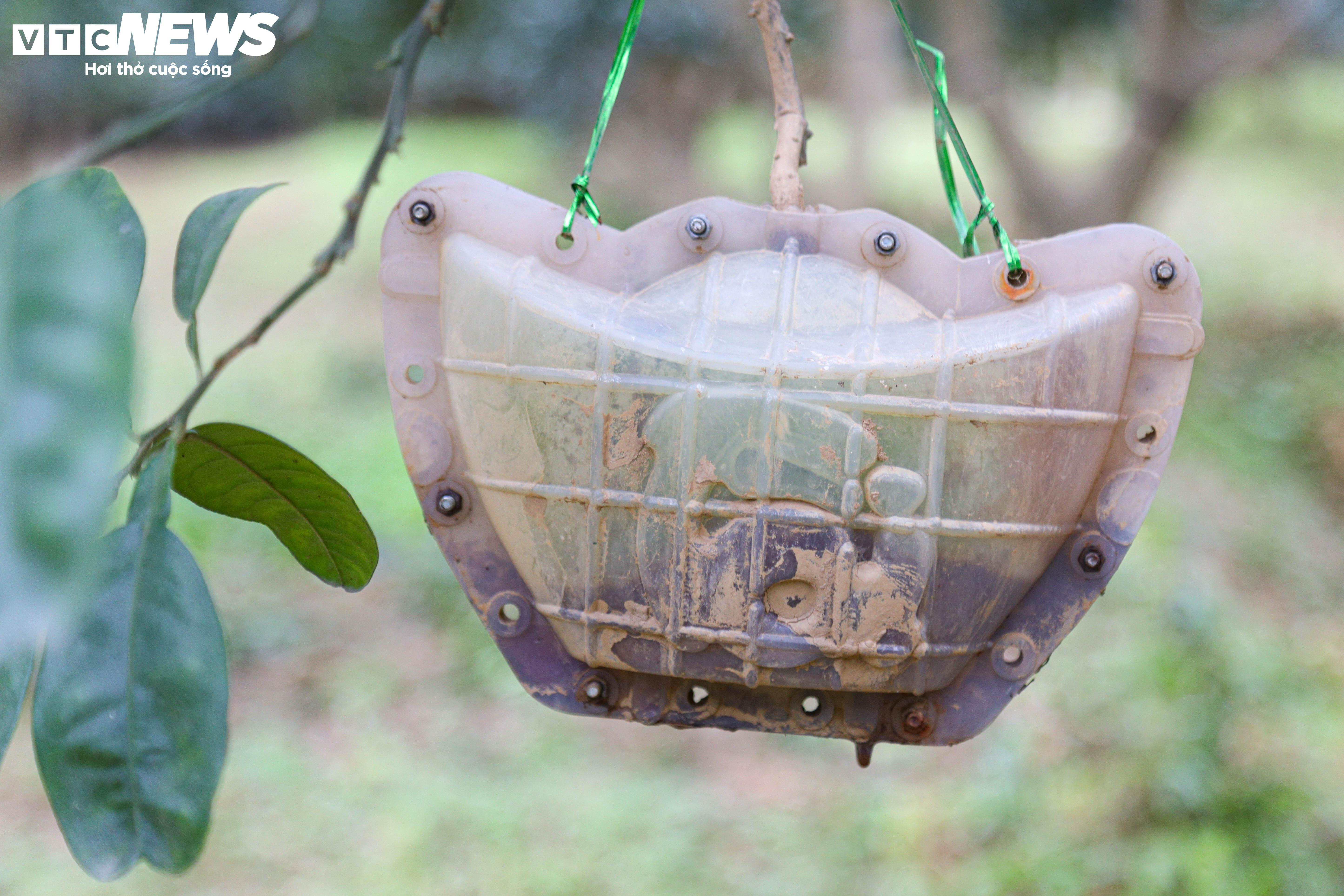 Bưởi đỏ 'tiến vua' mất mùa do bão lũ, giá tăng gấp đôi - 10