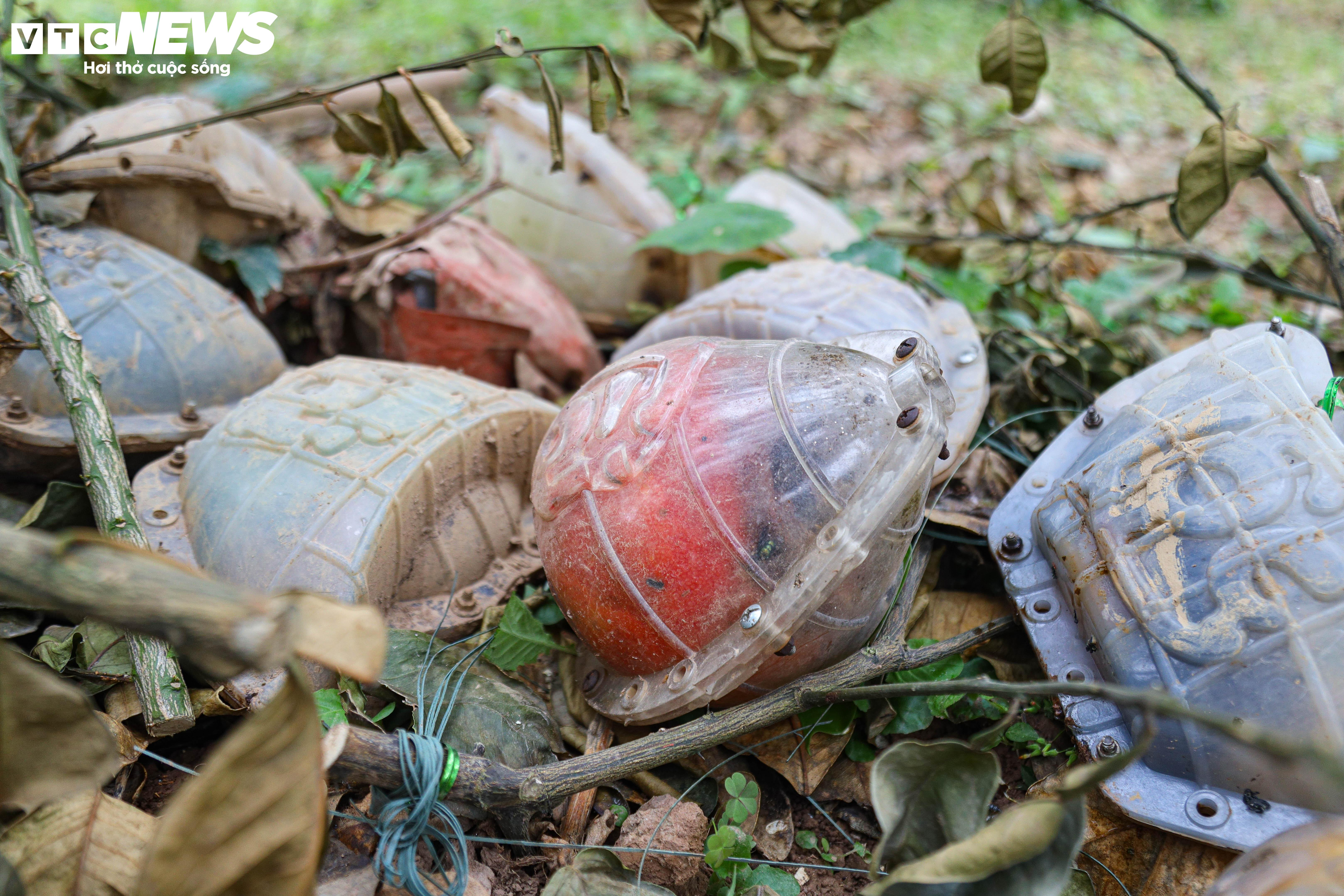 Bưởi đỏ 'tiến vua' mất mùa do bão lũ, giá tăng gấp đôi - 11