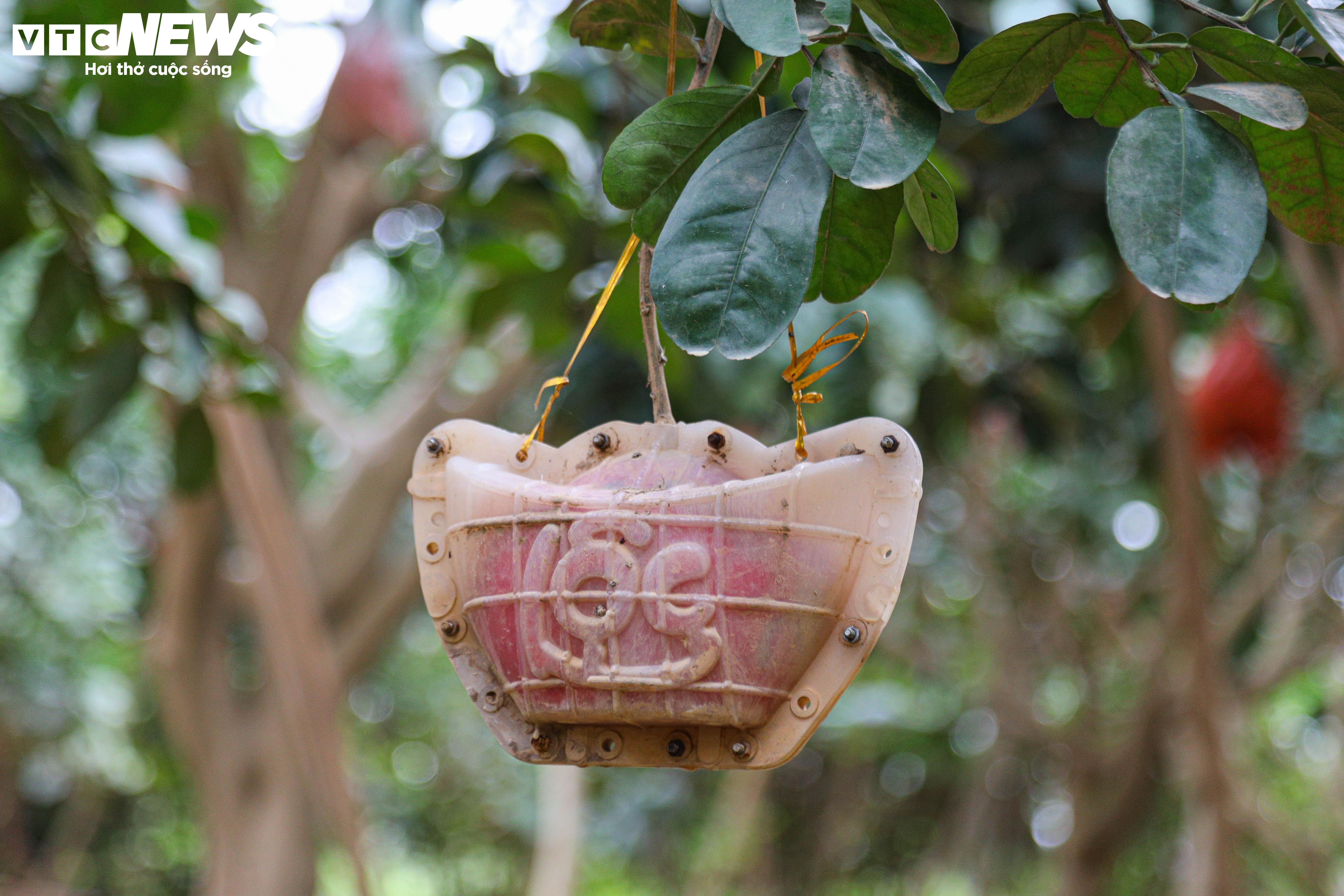 Bưởi đỏ 'tiến vua' mất mùa do bão lũ, giá tăng gấp đôi - 5