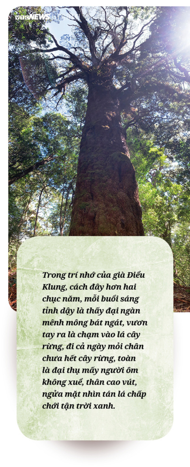 Làm gì còn nhiều rừng mà gọi là 'Đại ngàn Tây Nguyên' - 18