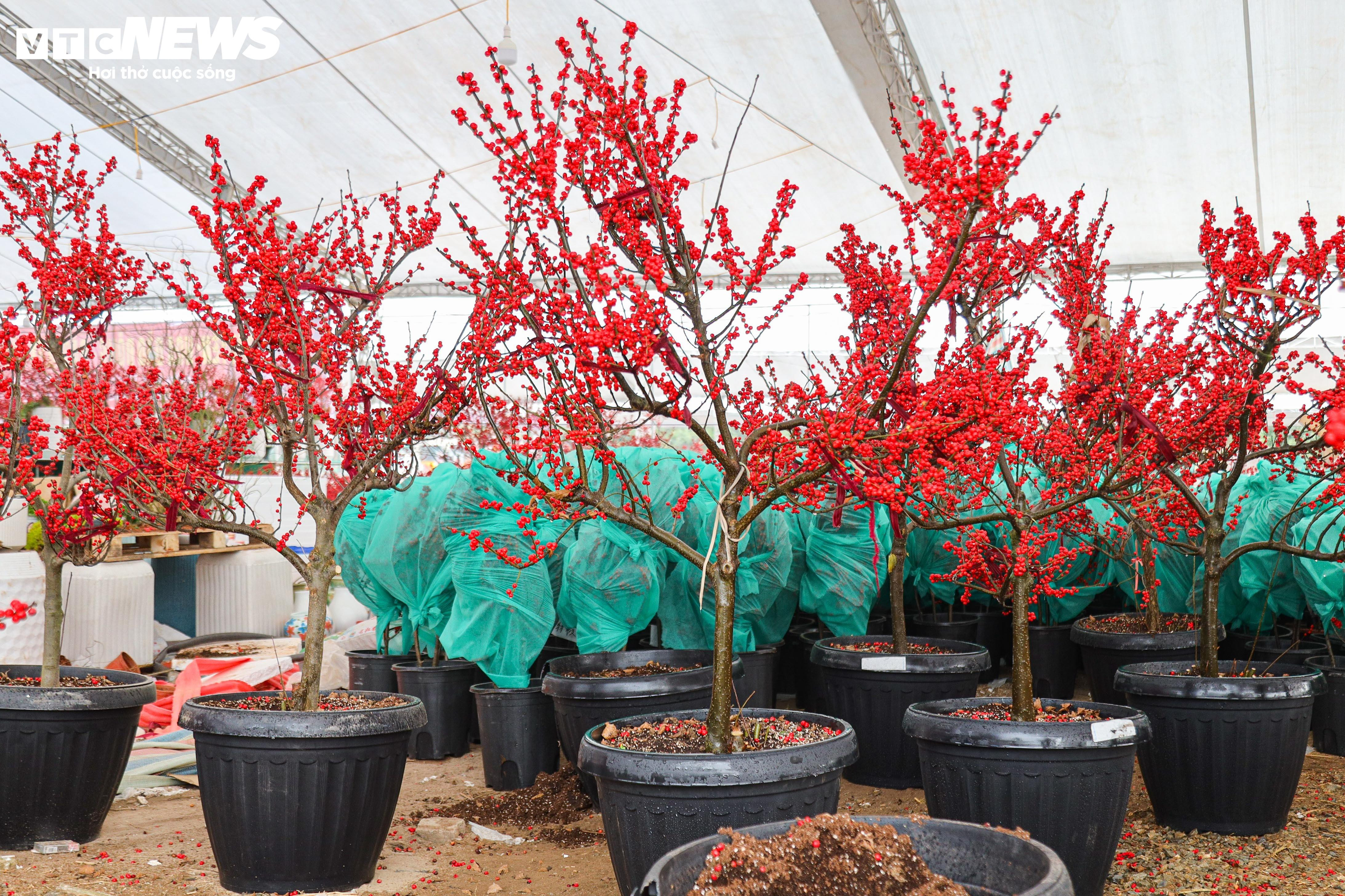 Hoa nhập độc lạ giá trăm triệu đồng, thú chơi Tết mới của nhà giàu Hà Nội - 10