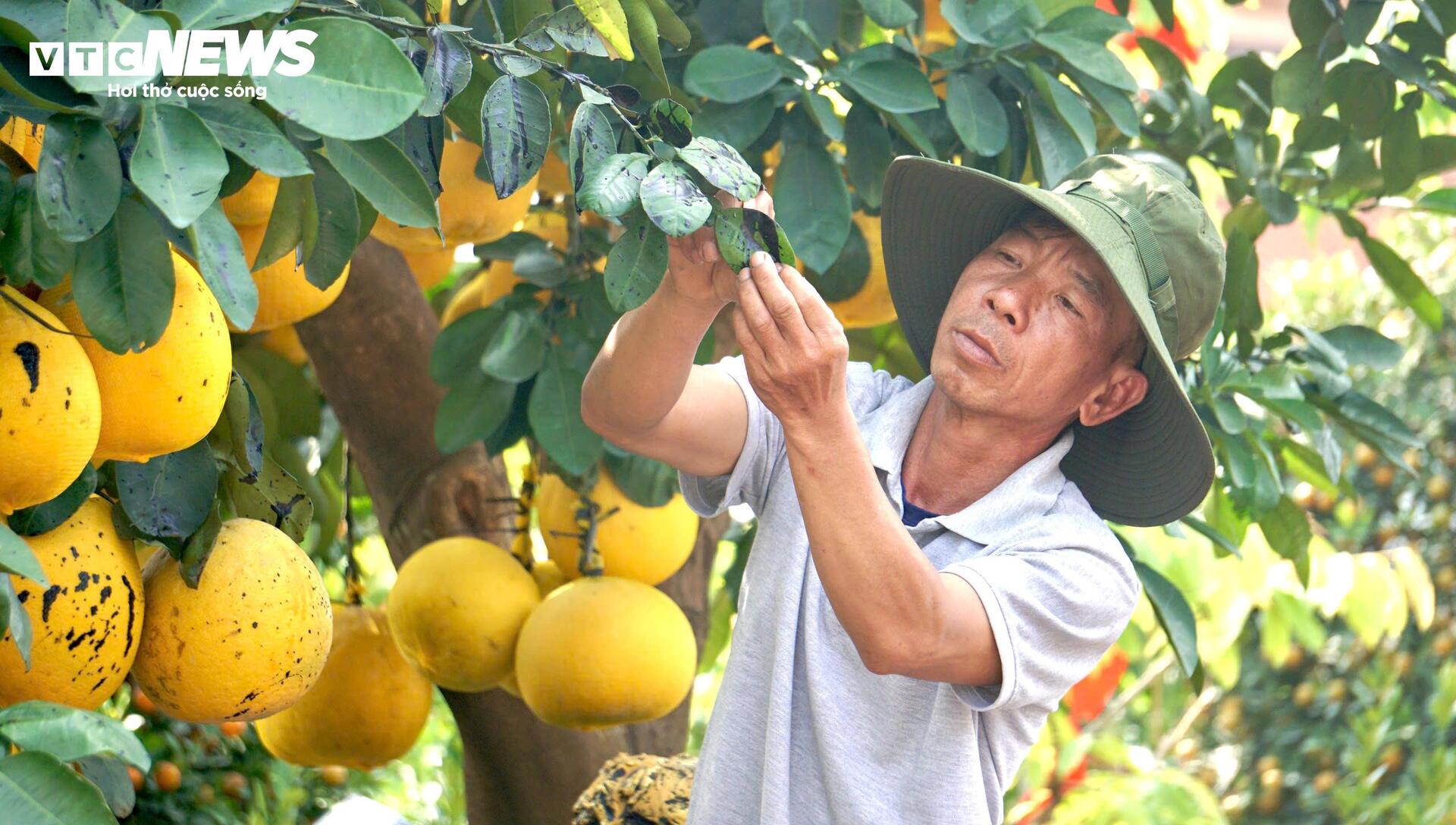 Quất bonsai, bưởi Diễn trưng Tết ế khách, nhà vườn TP.HCM rầu rĩ  - 5