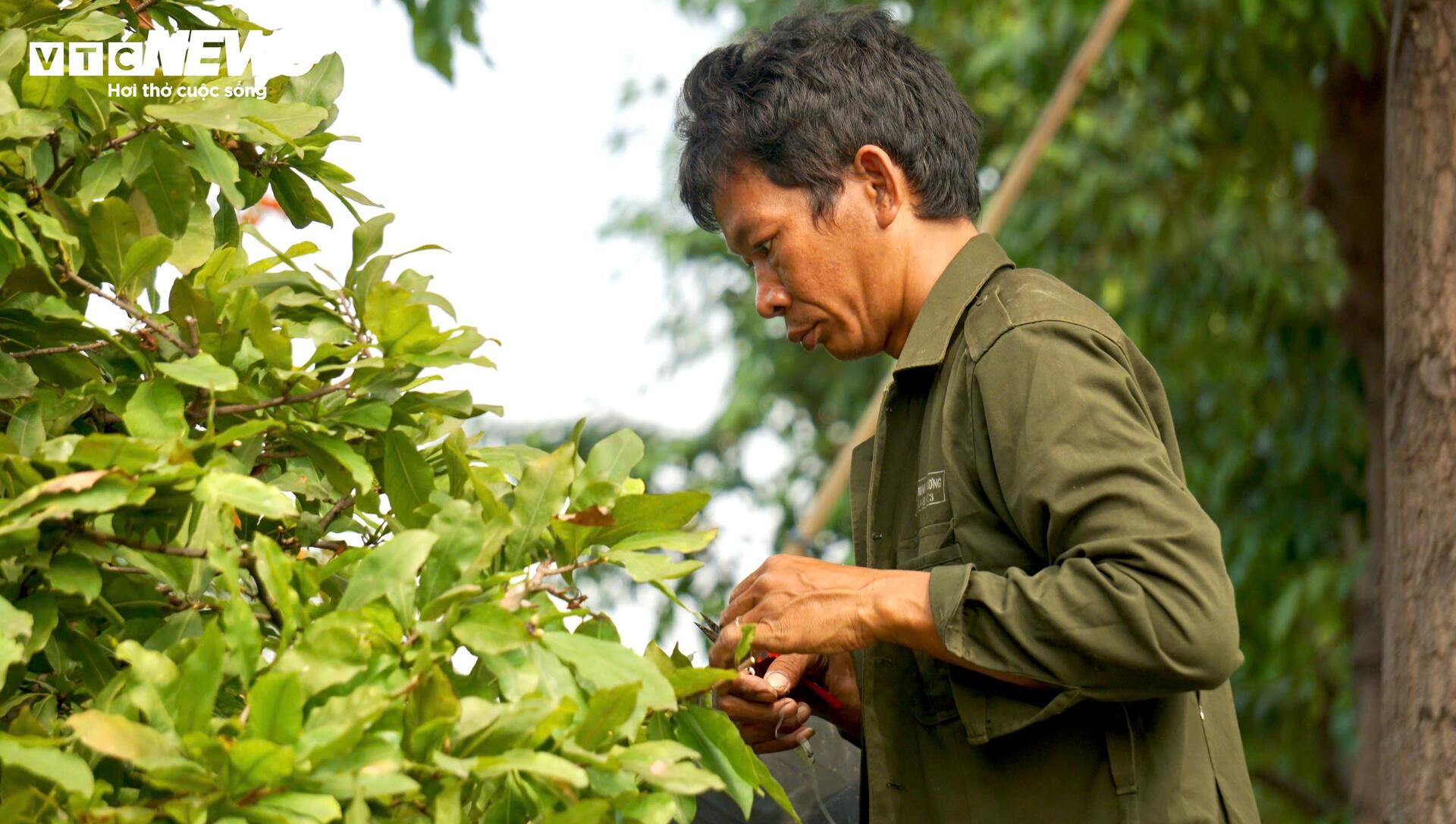 Quất bonsai, bưởi Diễn trưng Tết ế khách, nhà vườn TP.HCM rầu rĩ  - 15