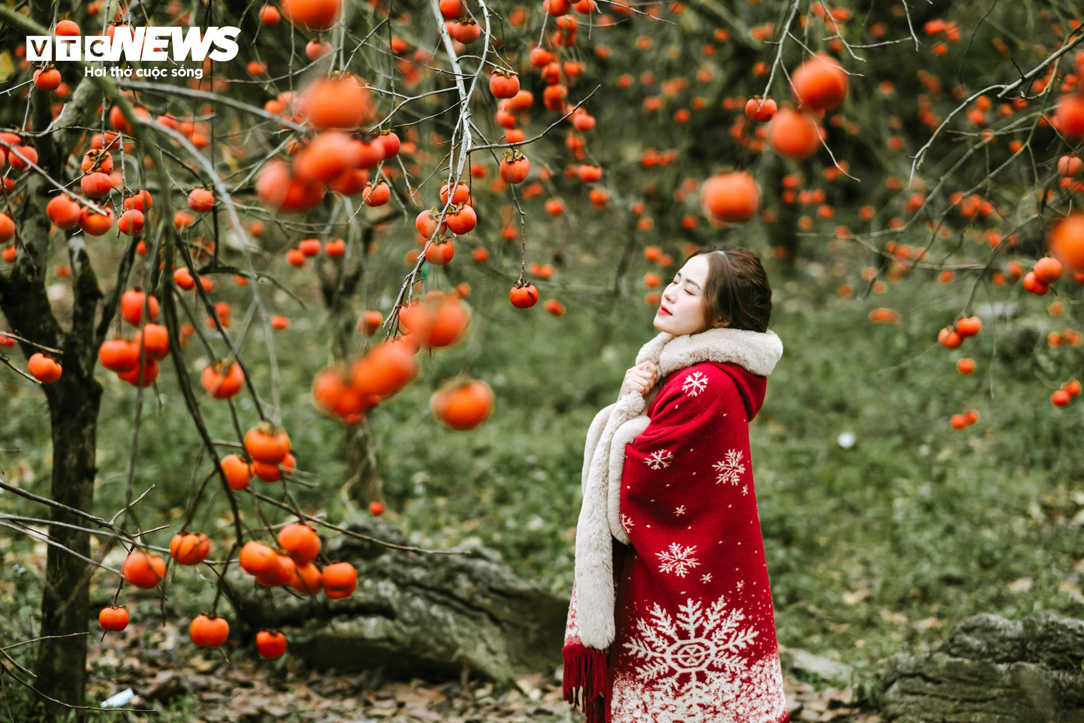 Mùa hồng chín rộ trên cao nguyên Mộc Châu, du khách nô nức đổ về săn ảnh đẹp - 10