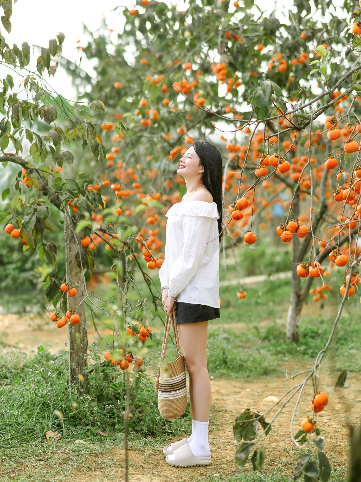 Mùa hồng chín rộ trên cao nguyên Mộc Châu, du khách nô nức đổ về săn ảnh đẹp - 6