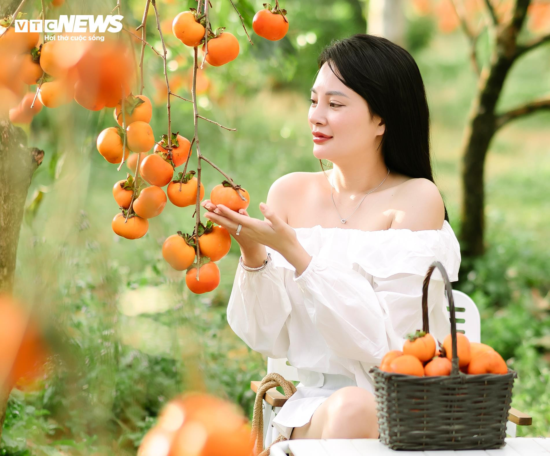 Mùa hồng chín rộ trên cao nguyên Mộc Châu, du khách nô nức đổ về săn ảnh đẹp - 7