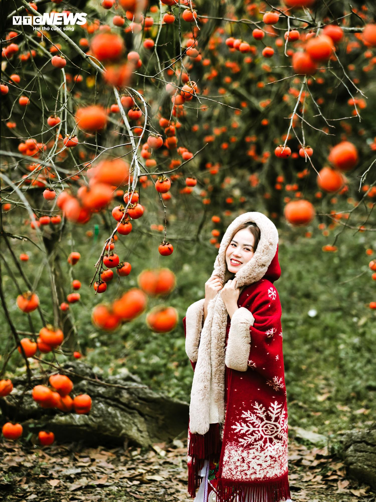 Mùa hồng chín rộ trên cao nguyên Mộc Châu, du khách nô nức đổ về săn ảnh đẹp - 8