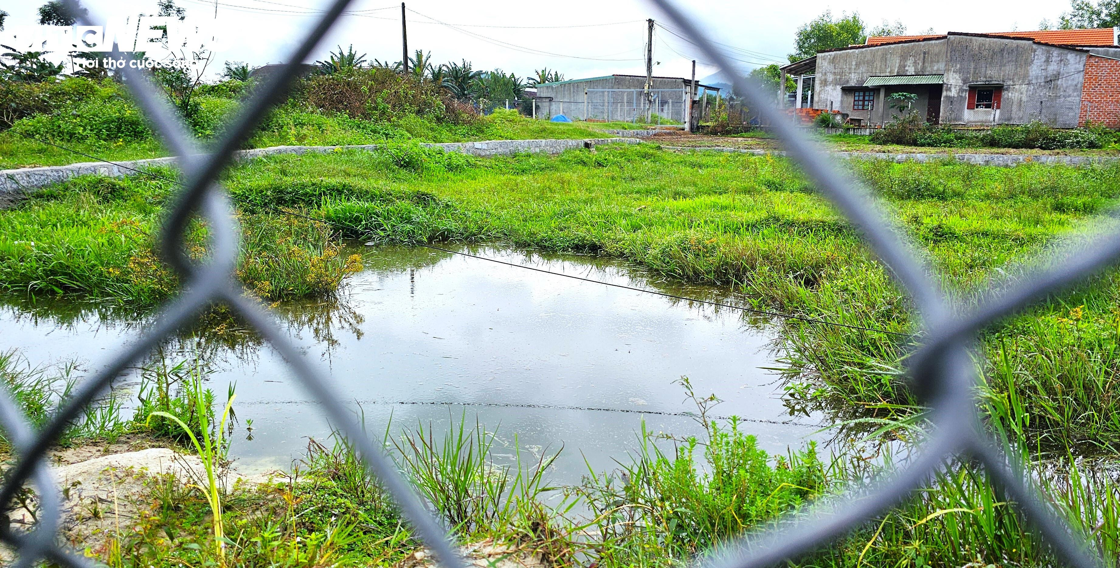 Cận cảnh dự án sản xuất rau an toàn trái phép tại Bình Định - 7