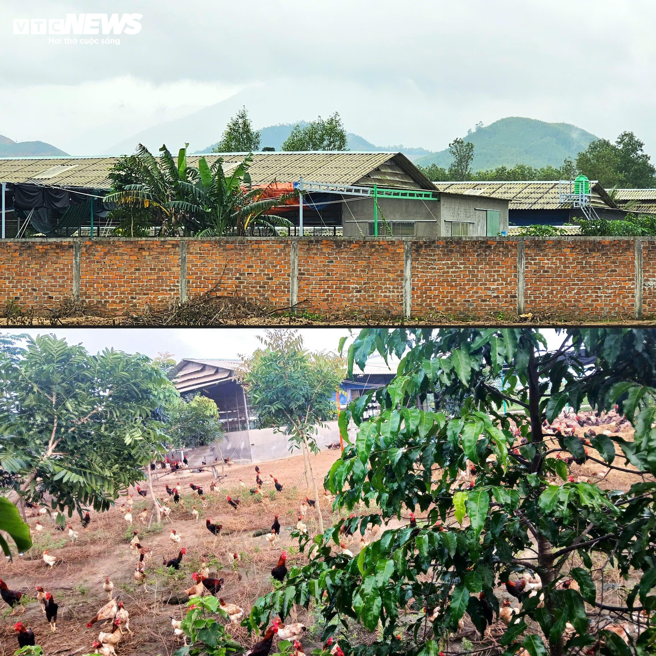 Cận cảnh dự án sản xuất rau an toàn trái phép tại Bình Định - 4