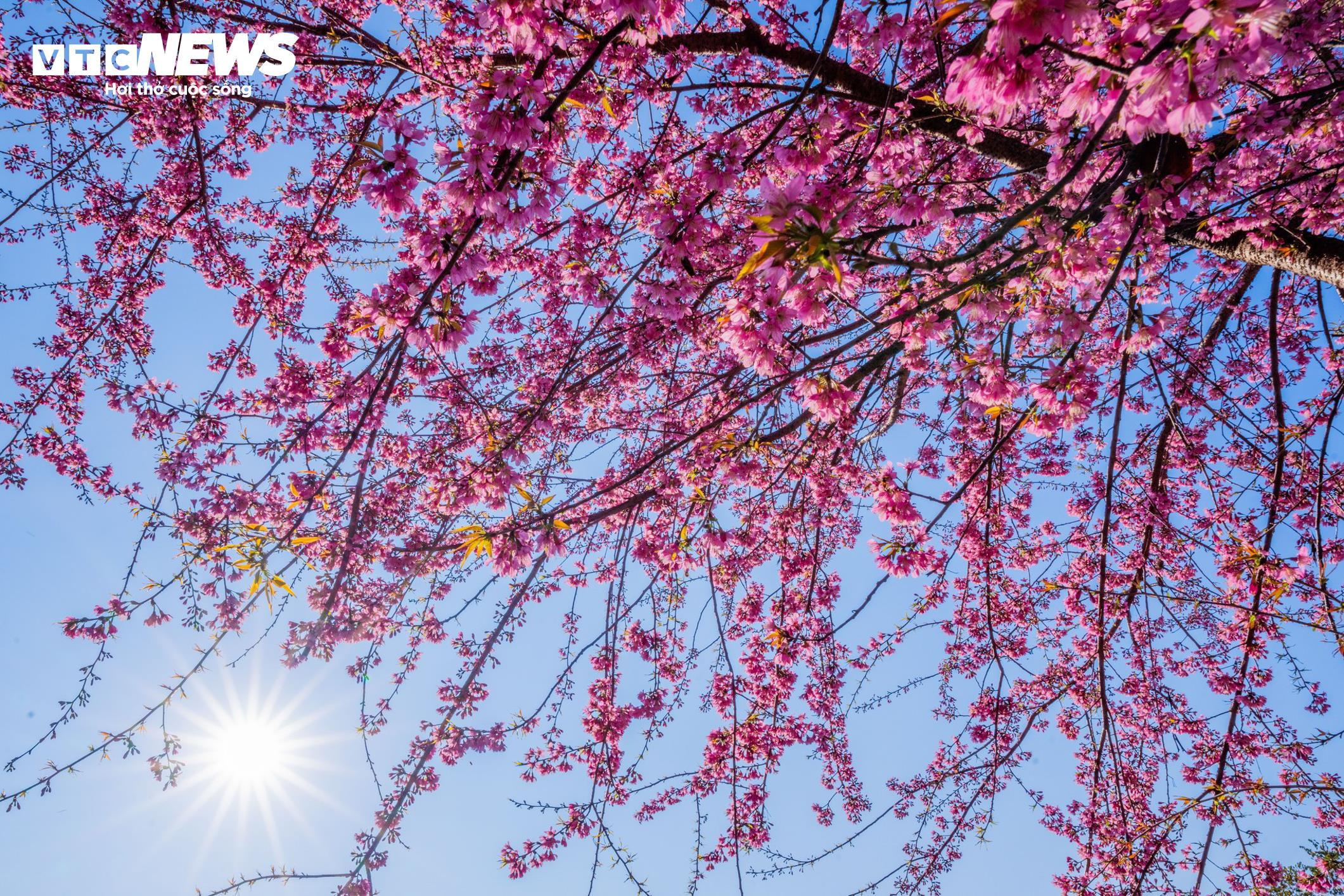 Mộc Châu rực rỡ trong sắc mai anh đào ngày giáp Tết - 2