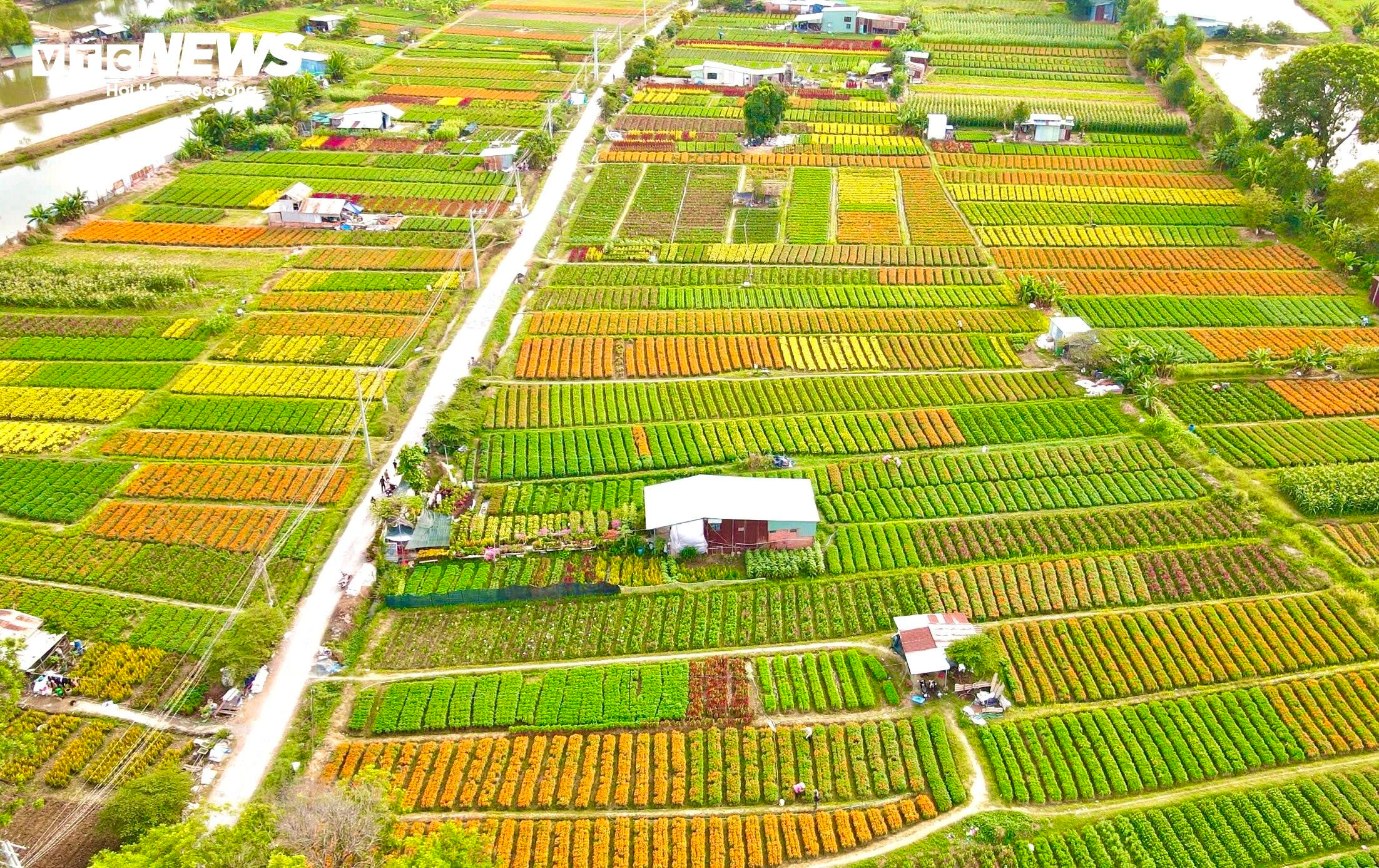 Sắc xuân rực rỡ trên cánh đồng hoa Tết lớn nhất Bình Dương - 11