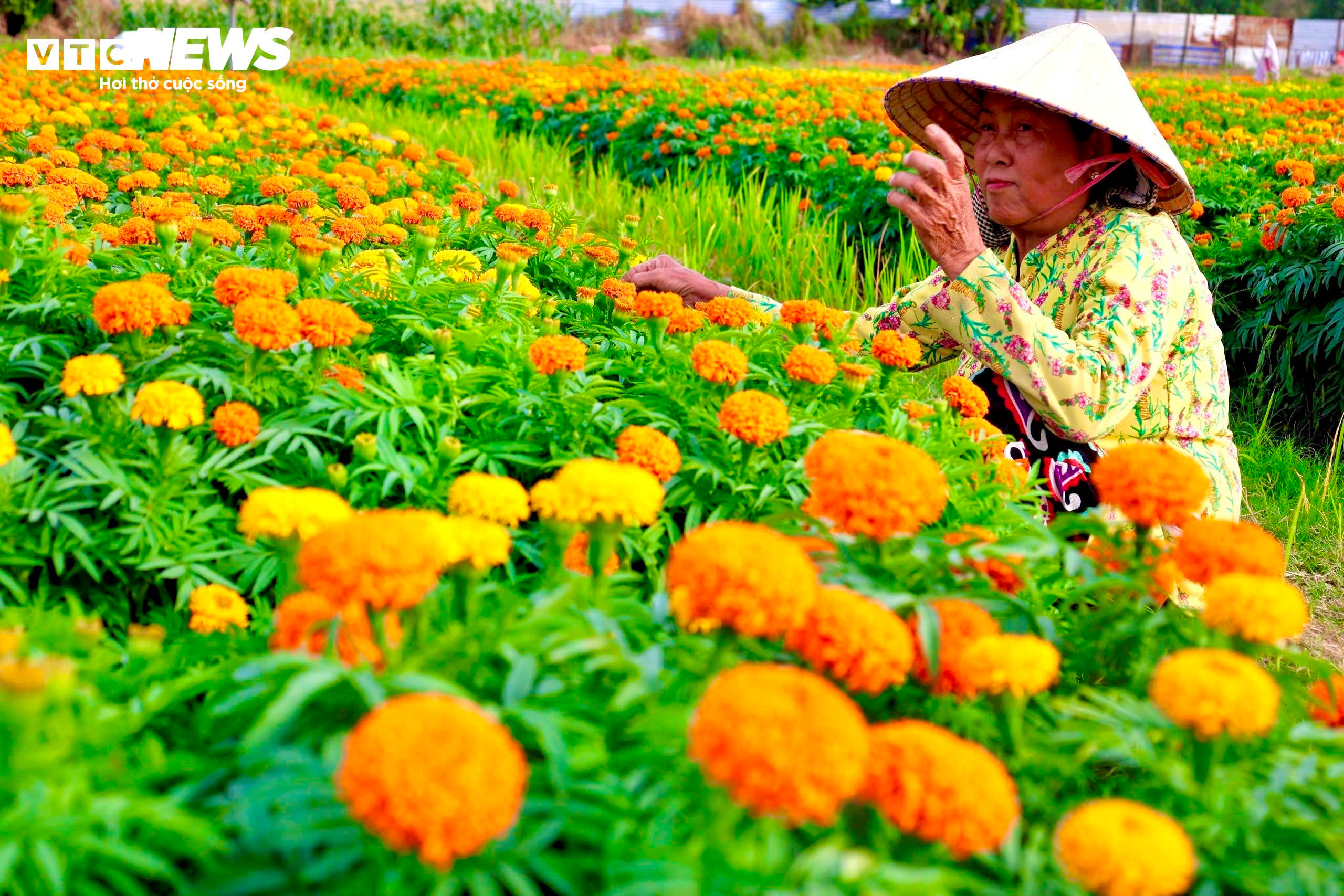 Sắc xuân rực rỡ trên cánh đồng hoa Tết lớn nhất Bình Dương - 6