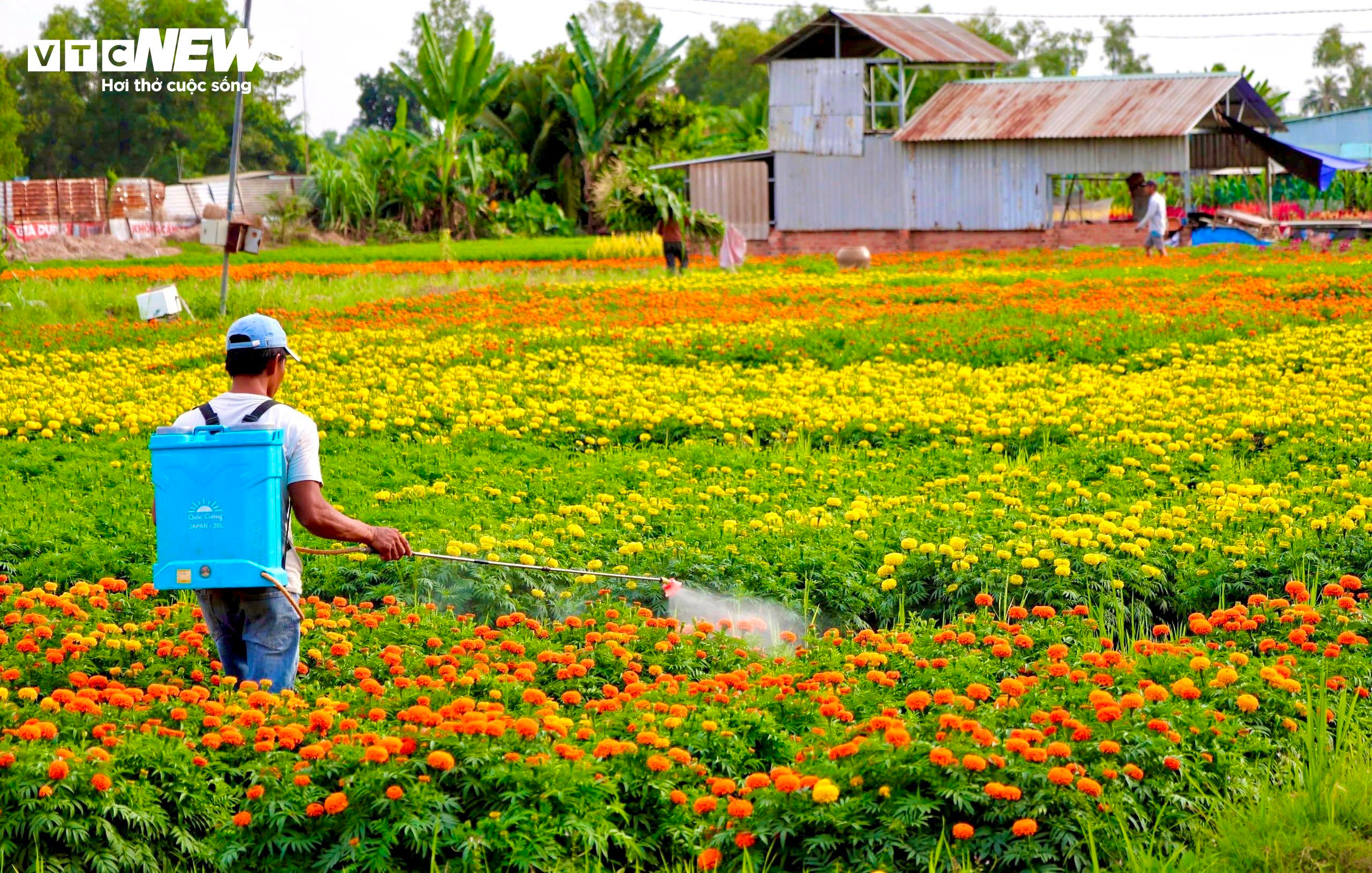 Sắc xuân rực rỡ trên cánh đồng hoa Tết lớn nhất Bình Dương - 9