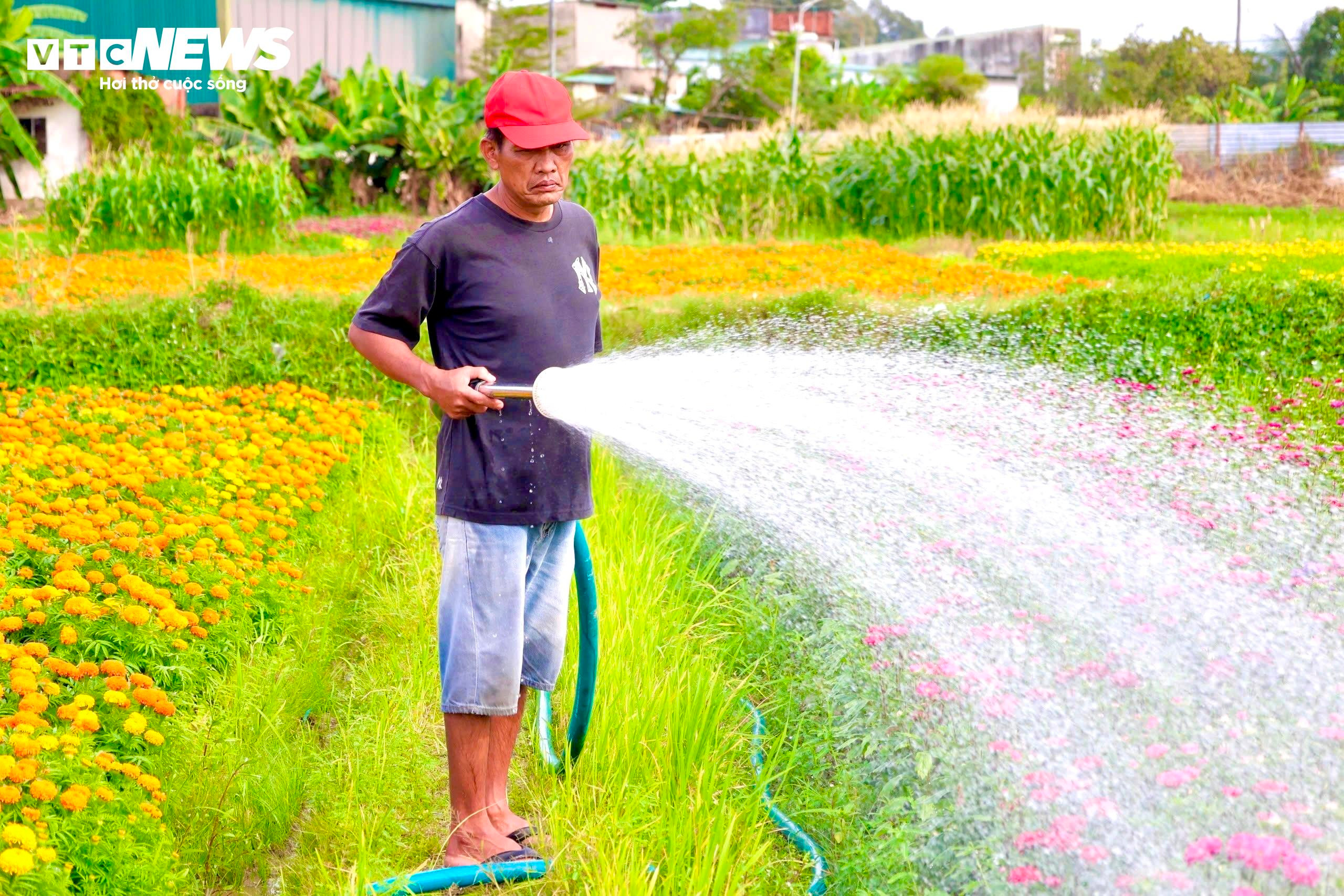 Sắc xuân rực rỡ trên cánh đồng hoa Tết lớn nhất Bình Dương - 8