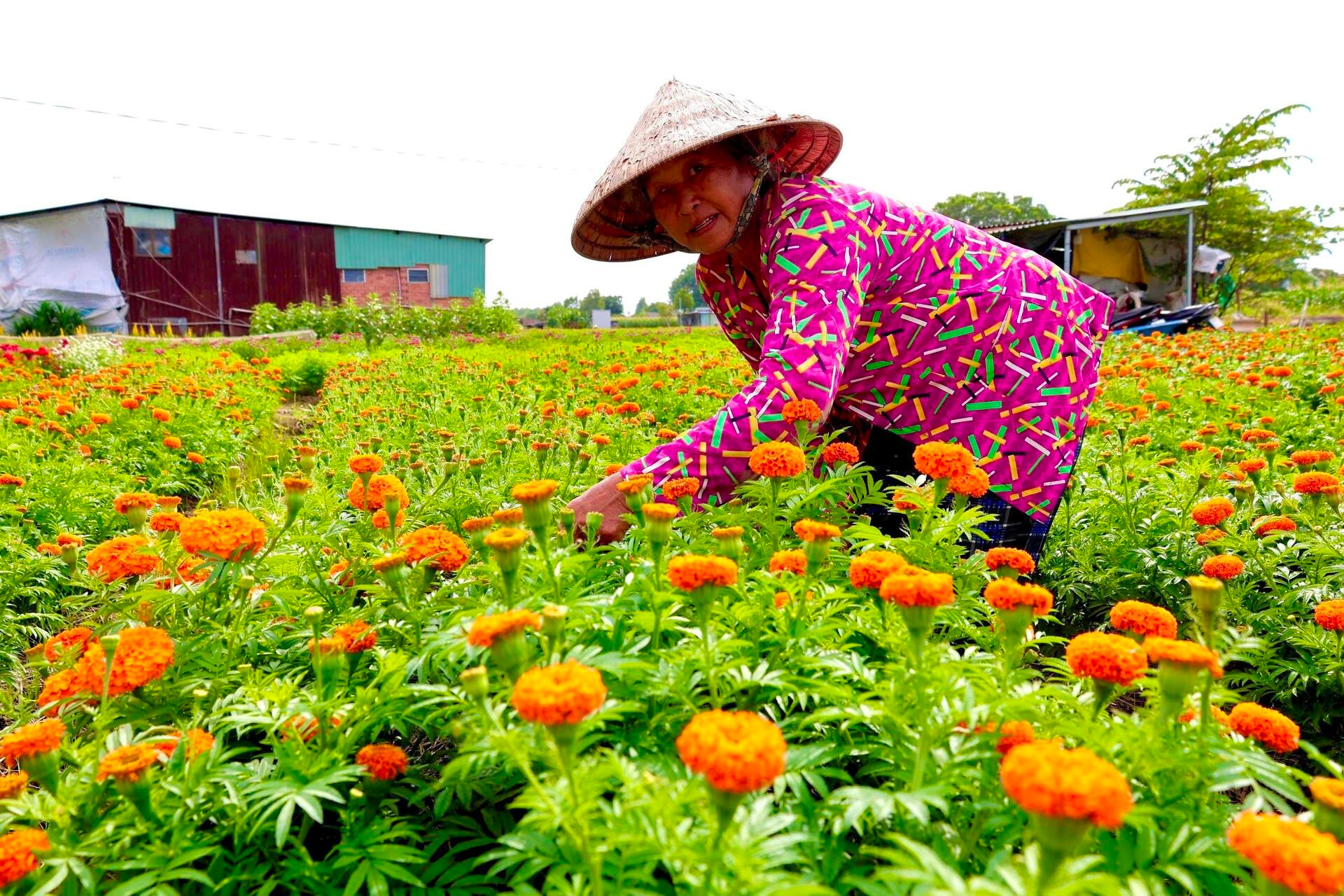 Sắc xuân rực rỡ trên cánh đồng hoa Tết lớn nhất Bình Dương - 5