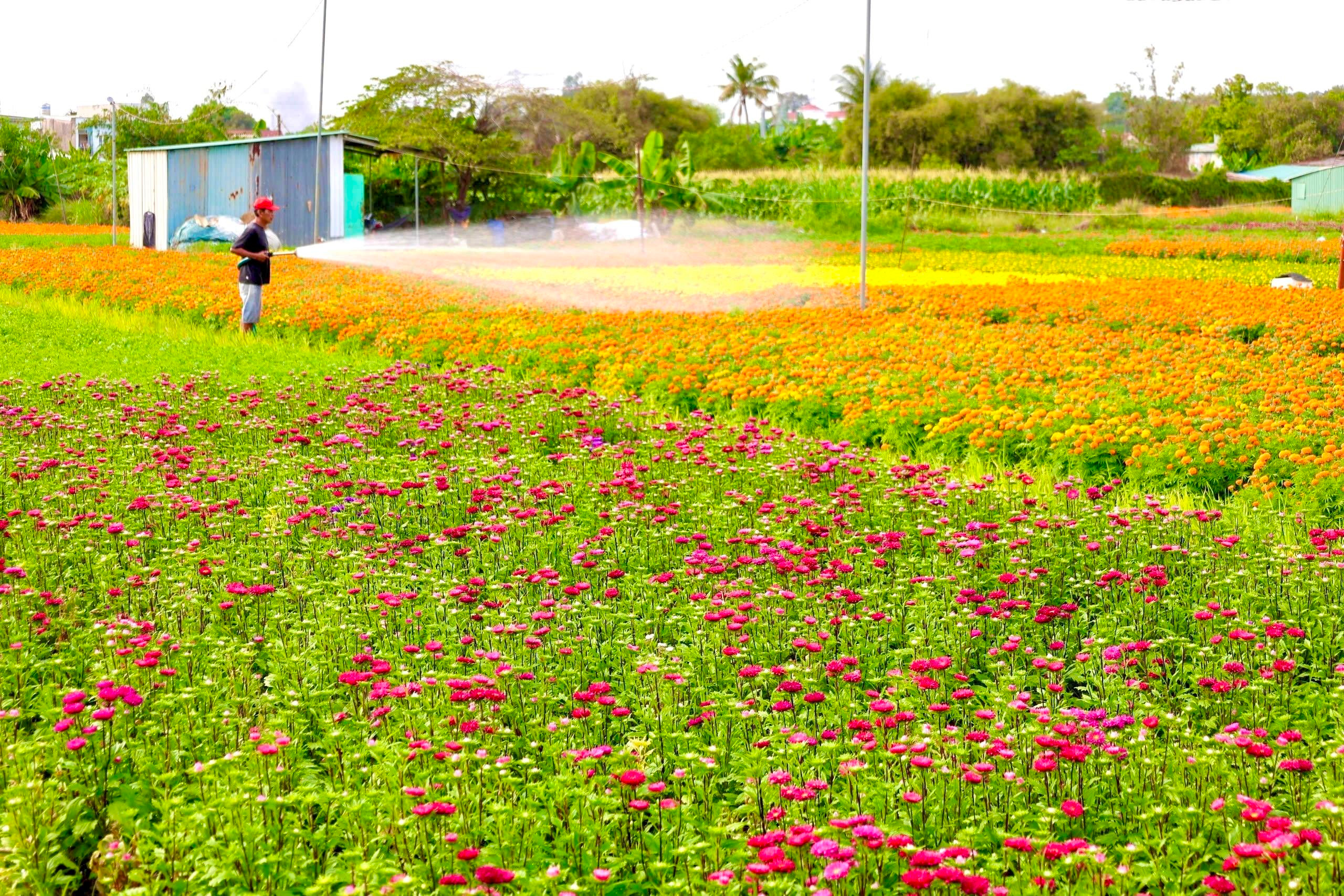 Sắc xuân rực rỡ trên cánh đồng hoa Tết lớn nhất Bình Dương - 2