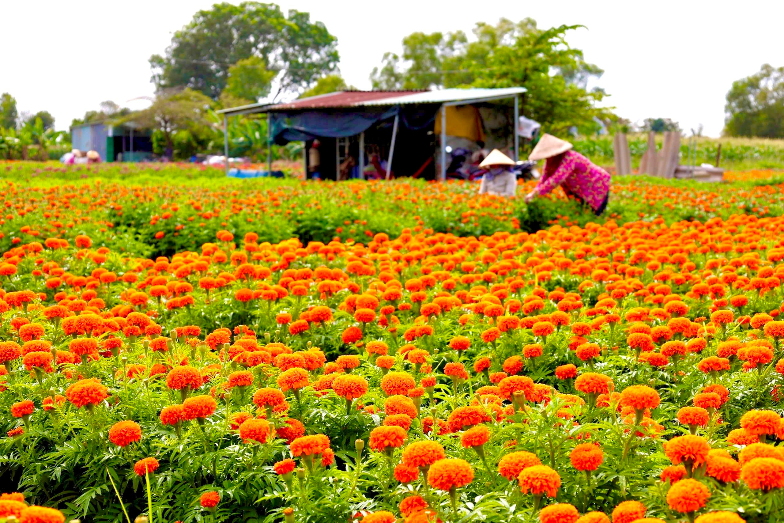 Sắc xuân rực rỡ trên cánh đồng hoa Tết lớn nhất Bình Dương - 3