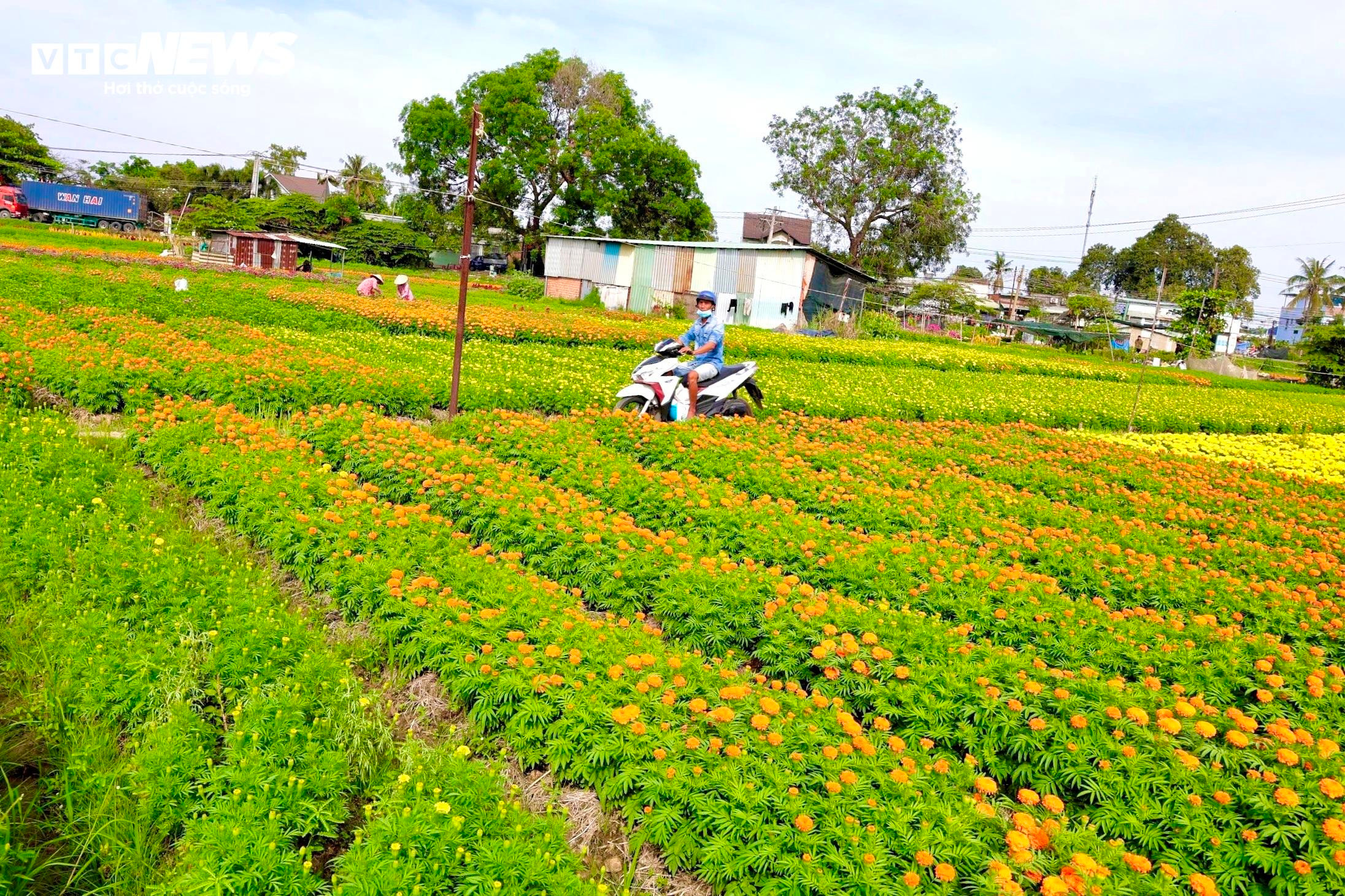Sắc xuân rực rỡ trên cánh đồng hoa Tết lớn nhất Bình Dương - 10