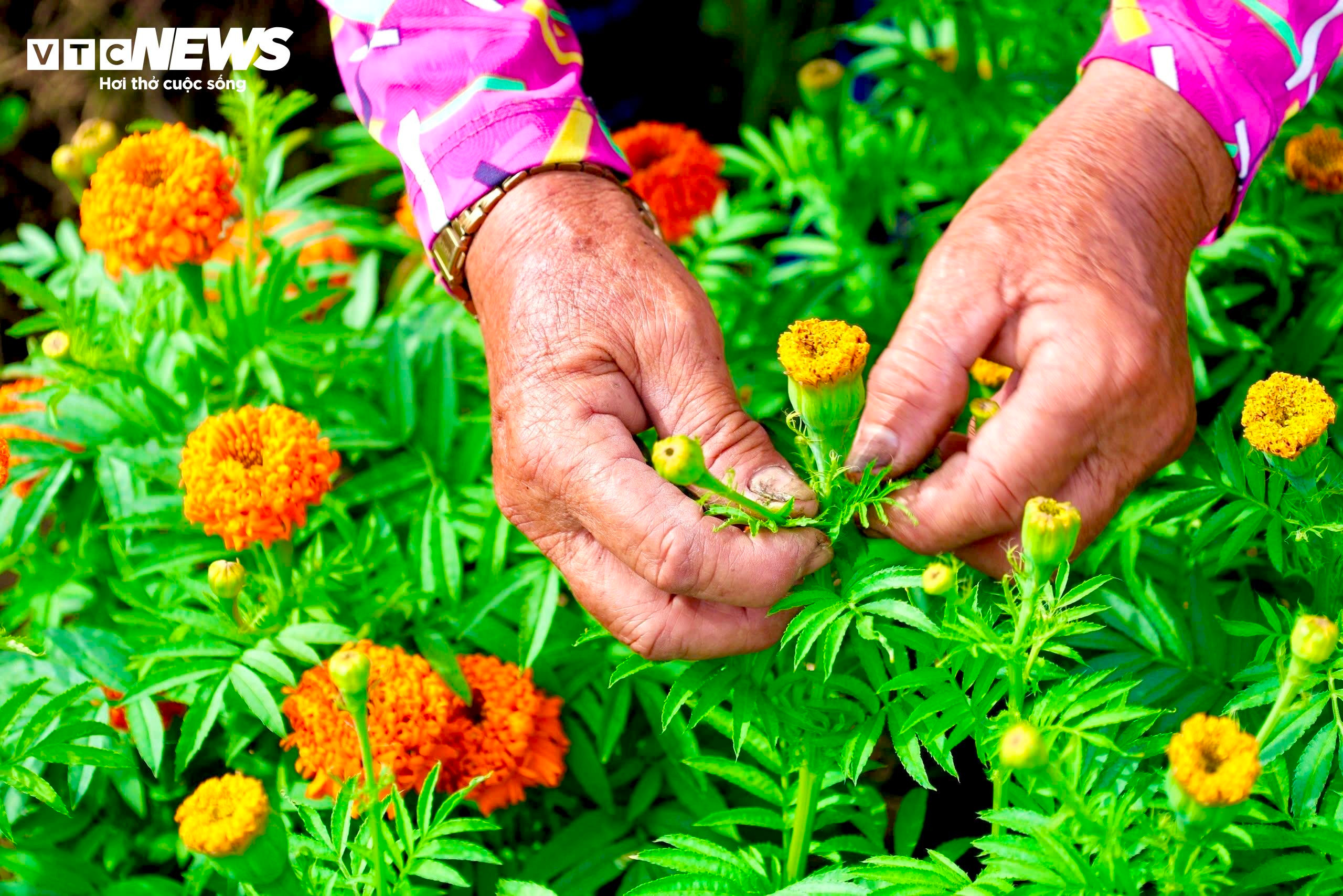 Sắc xuân rực rỡ trên cánh đồng hoa Tết lớn nhất Bình Dương - 7