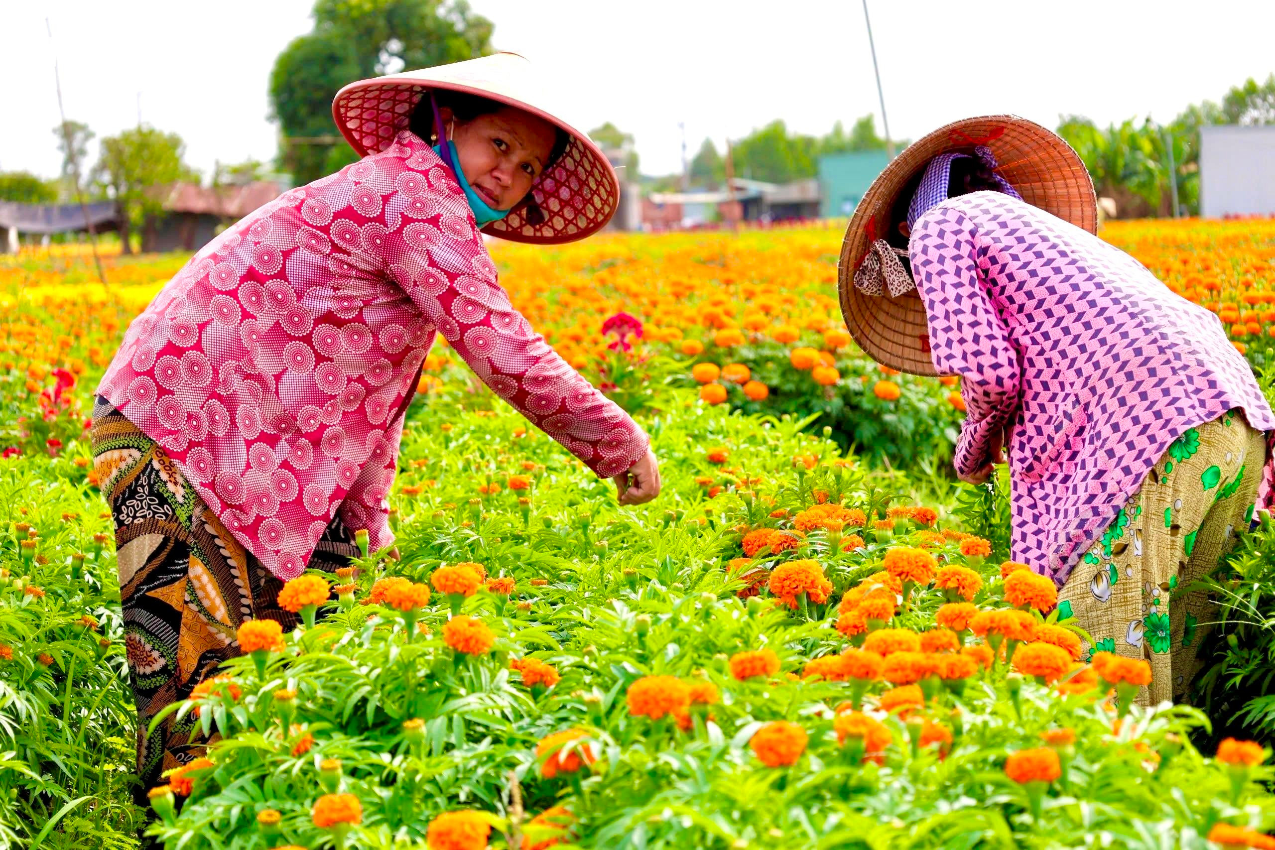 Sắc xuân rực rỡ trên cánh đồng hoa Tết lớn nhất Bình Dương - 4