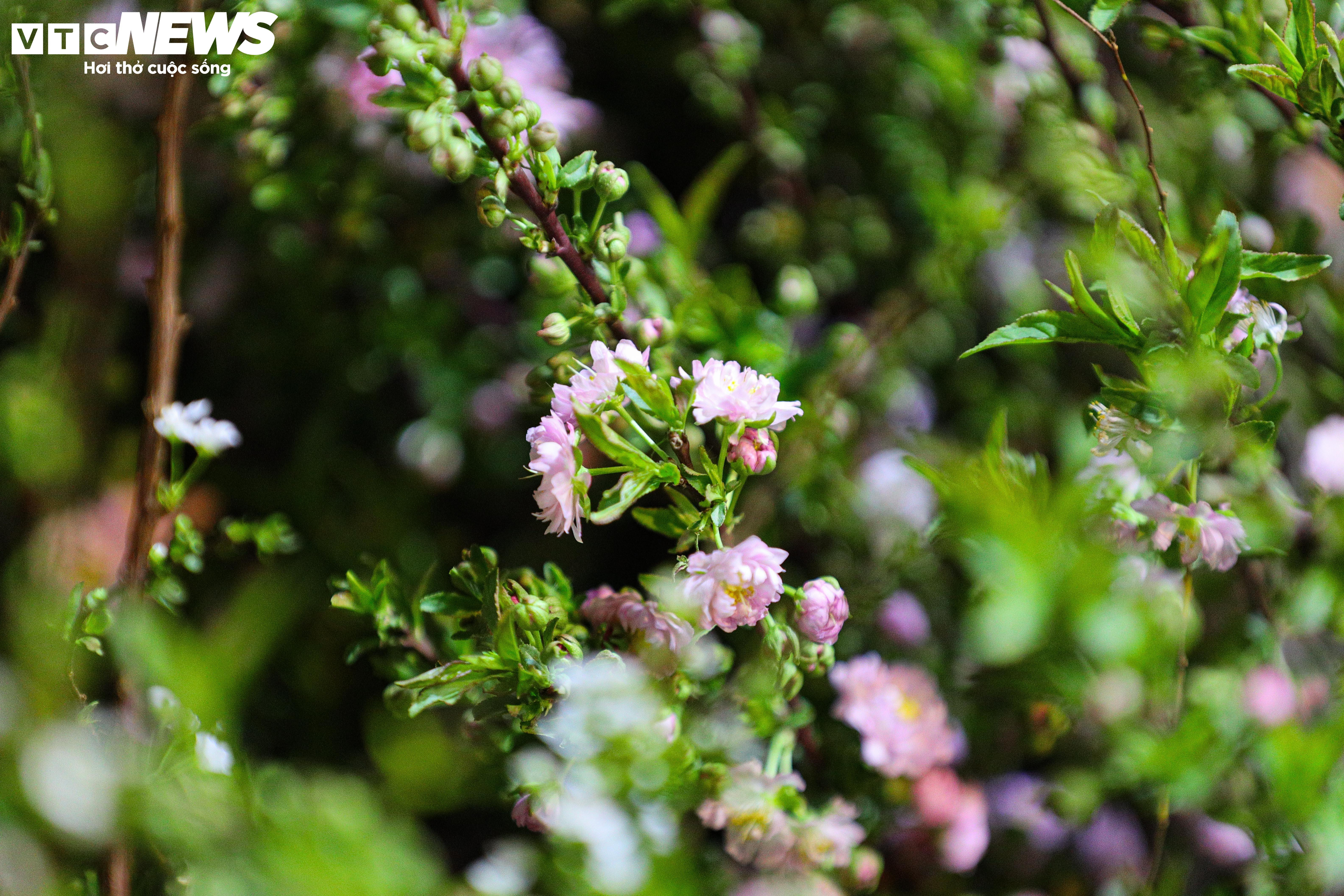 Dòng người đổ về chợ hoa đầu mối Hà Nội mua bán xuyên đêm - 8