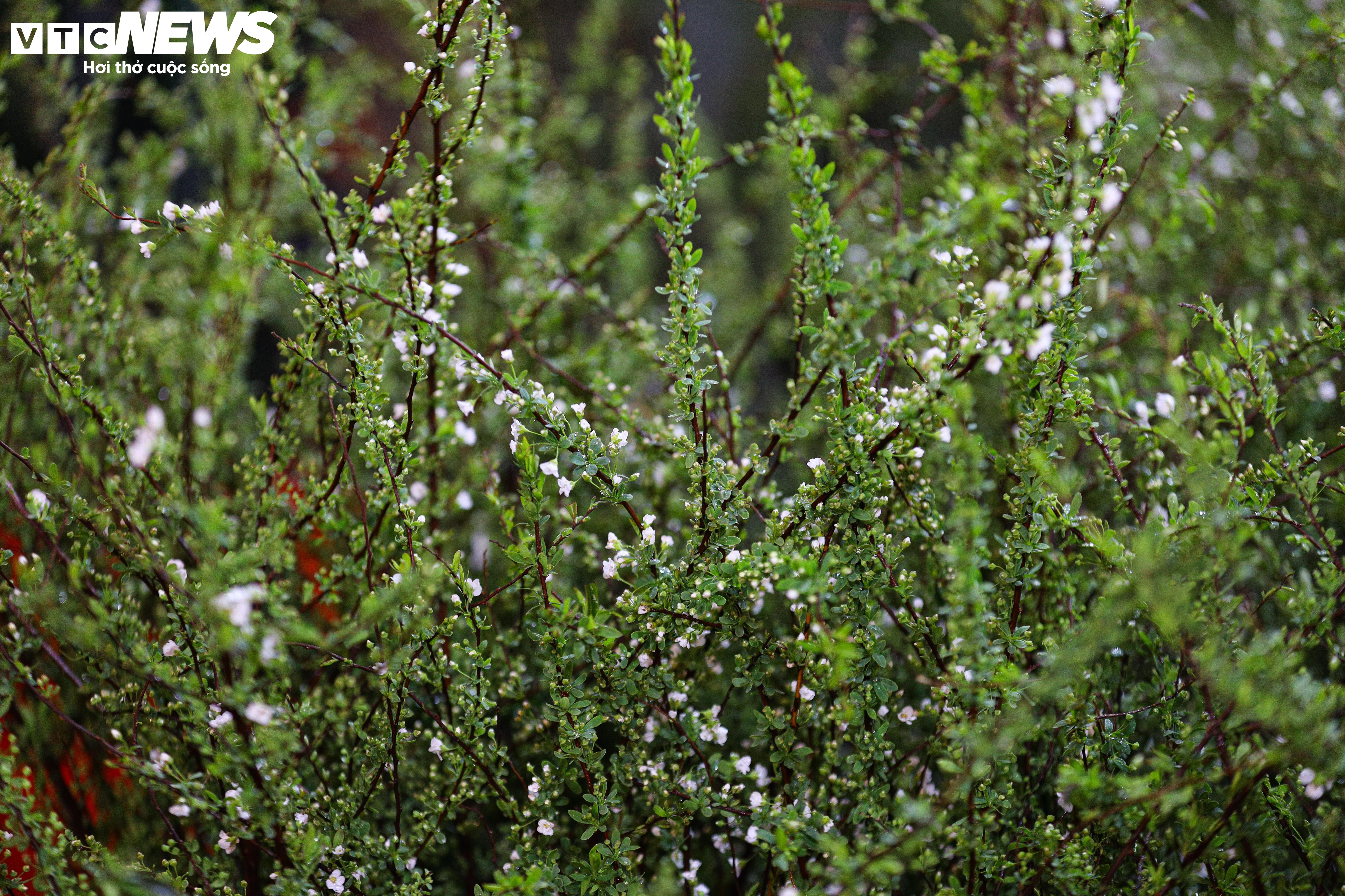 Dòng người đổ về chợ hoa đầu mối Hà Nội mua bán xuyên đêm - 7