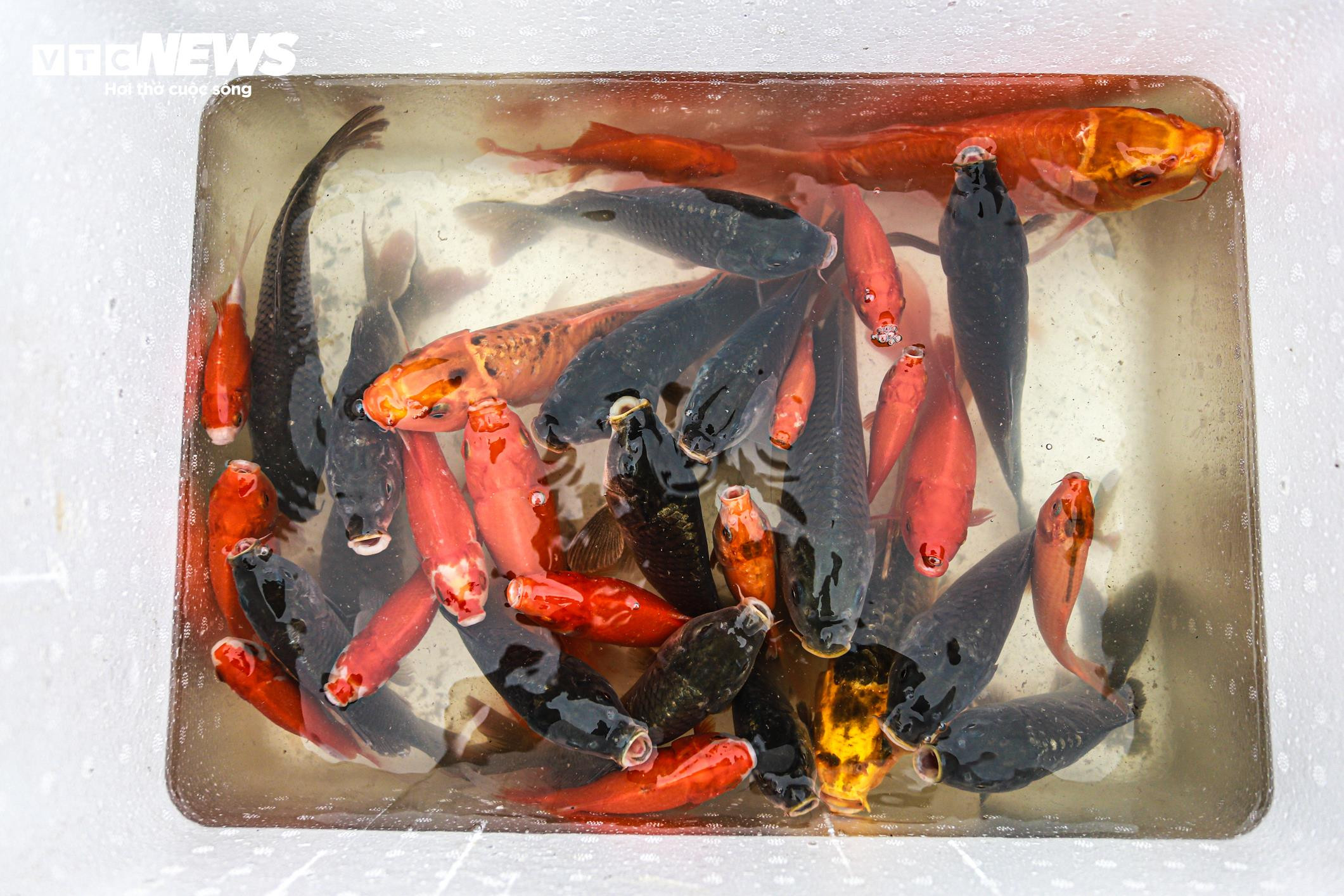 Cá chép 'đu dây' xuống sông Hồng tiễn ông Công ông Táo về trời - 21