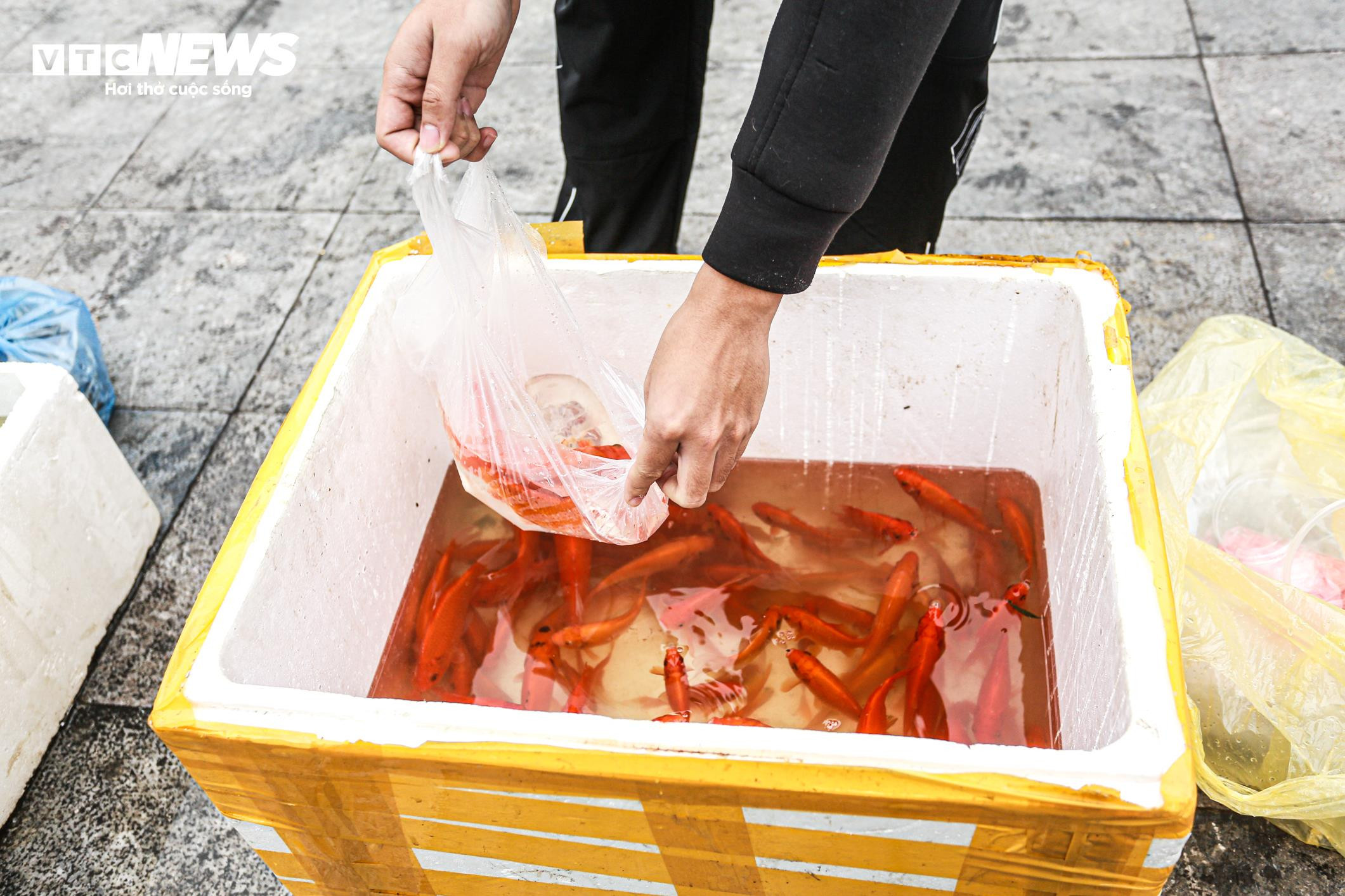 Cá chép 'đu dây' xuống sông Hồng tiễn ông Công ông Táo về trời - 22