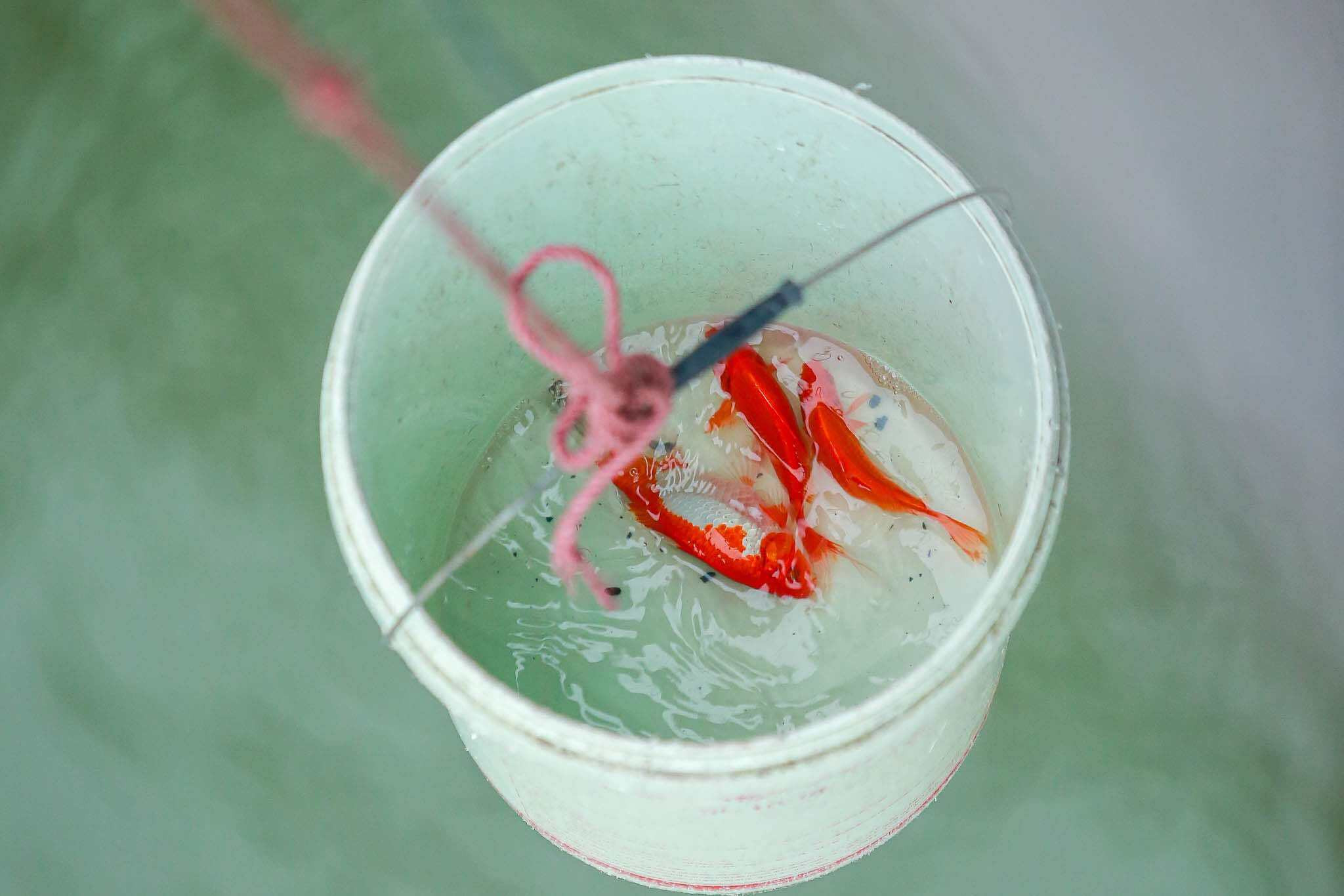 Cá chép 'đu dây' xuống sông Hồng tiễn ông Công ông Táo về trời - 7