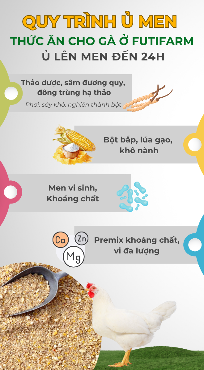 Gà ăn đông trùng - thu trứng hạnh phúc - 6