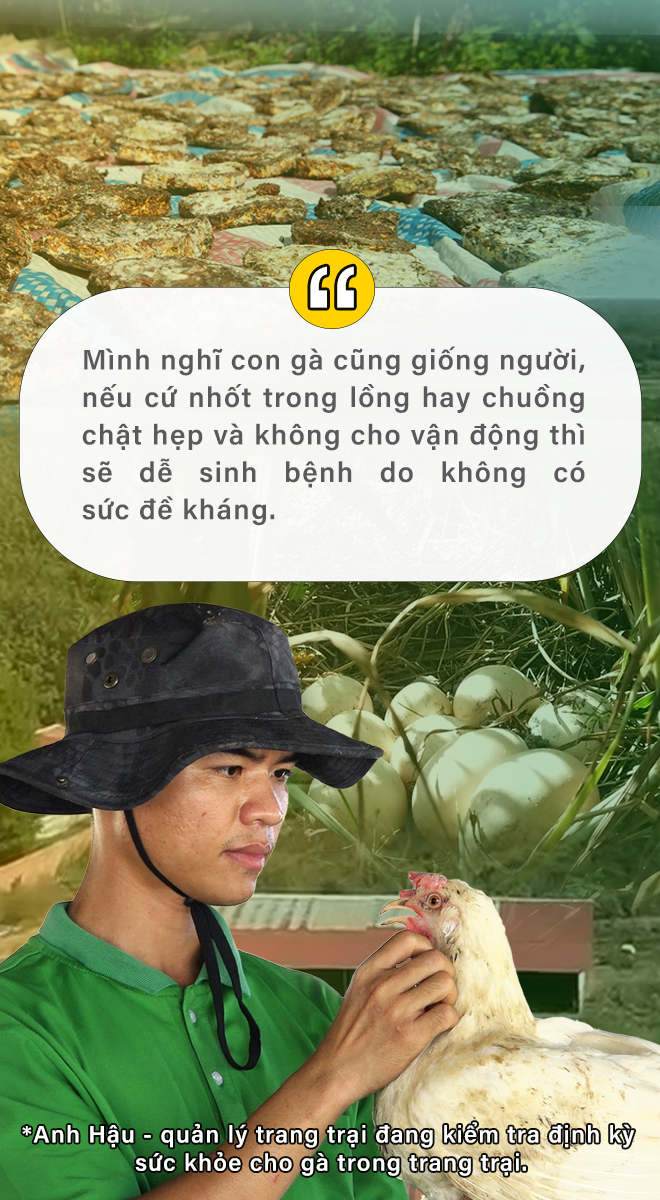 Gà ăn đông trùng - thu trứng hạnh phúc - 2