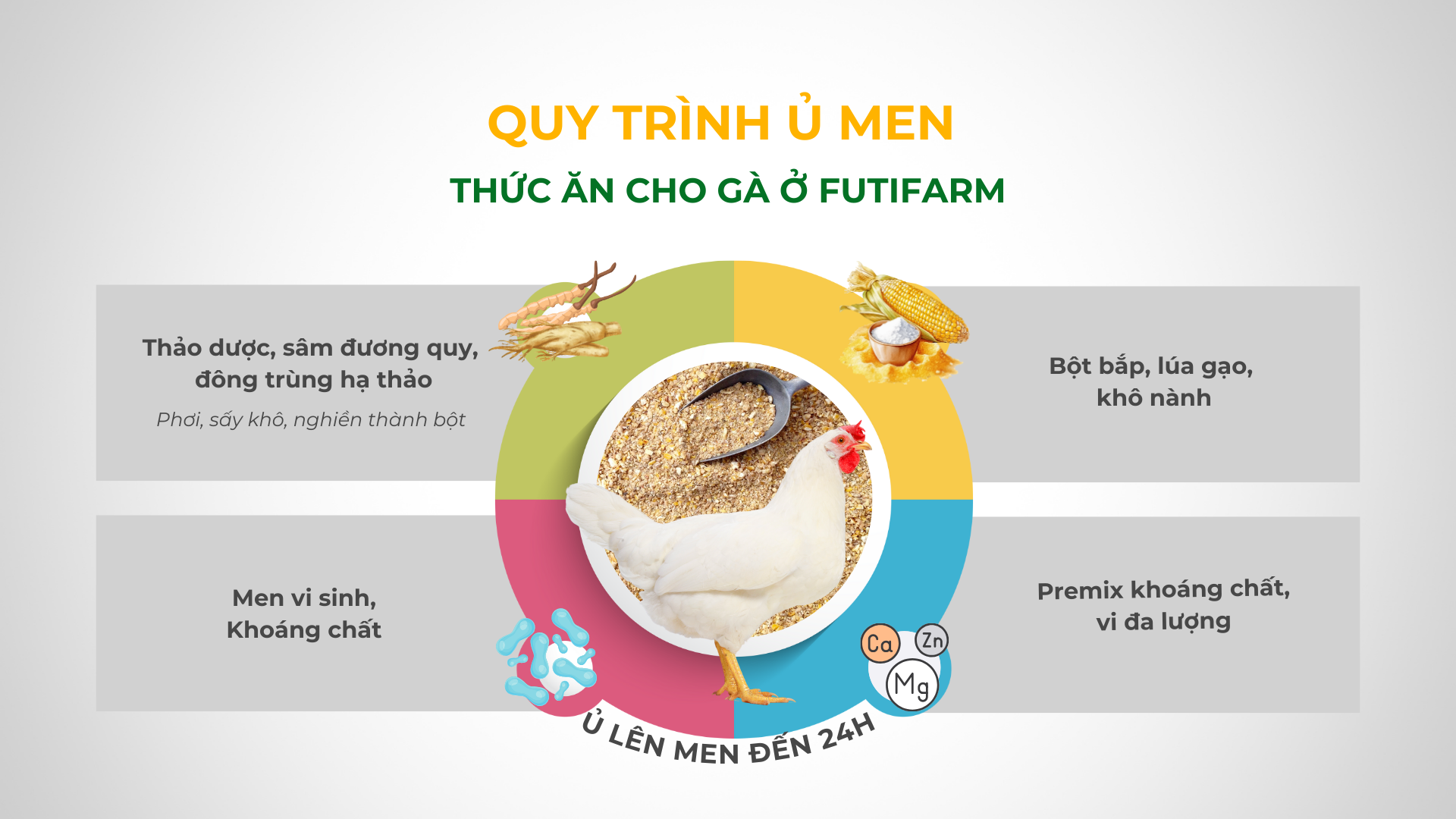 Gà ăn đông trùng - thu trứng hạnh phúc - 5