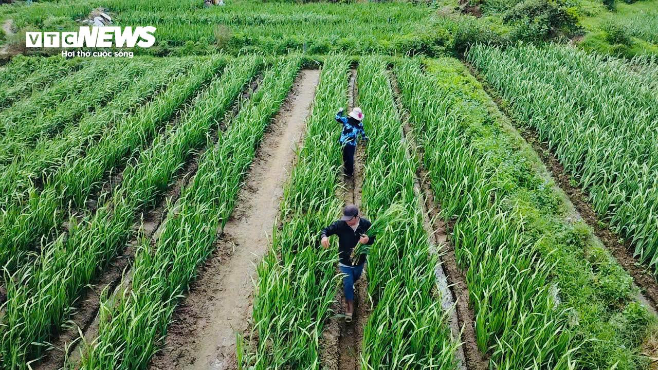 Thủ phủ hoa lay ơn ở Phú Yên mất mùa, nông dân lo mất Tết - 1