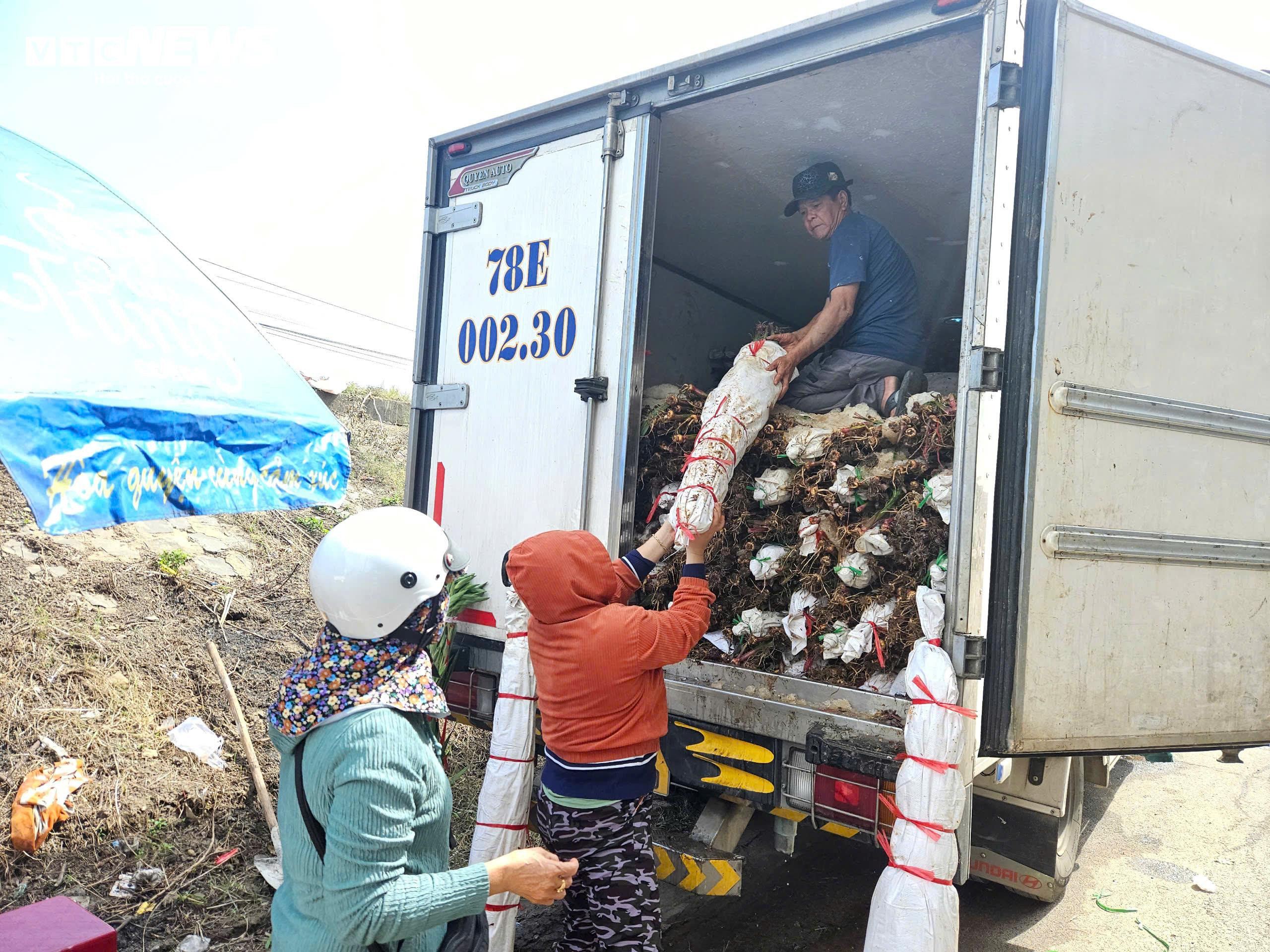 Thủ phủ hoa lay ơn ở Phú Yên mất mùa, nông dân lo mất Tết - 8