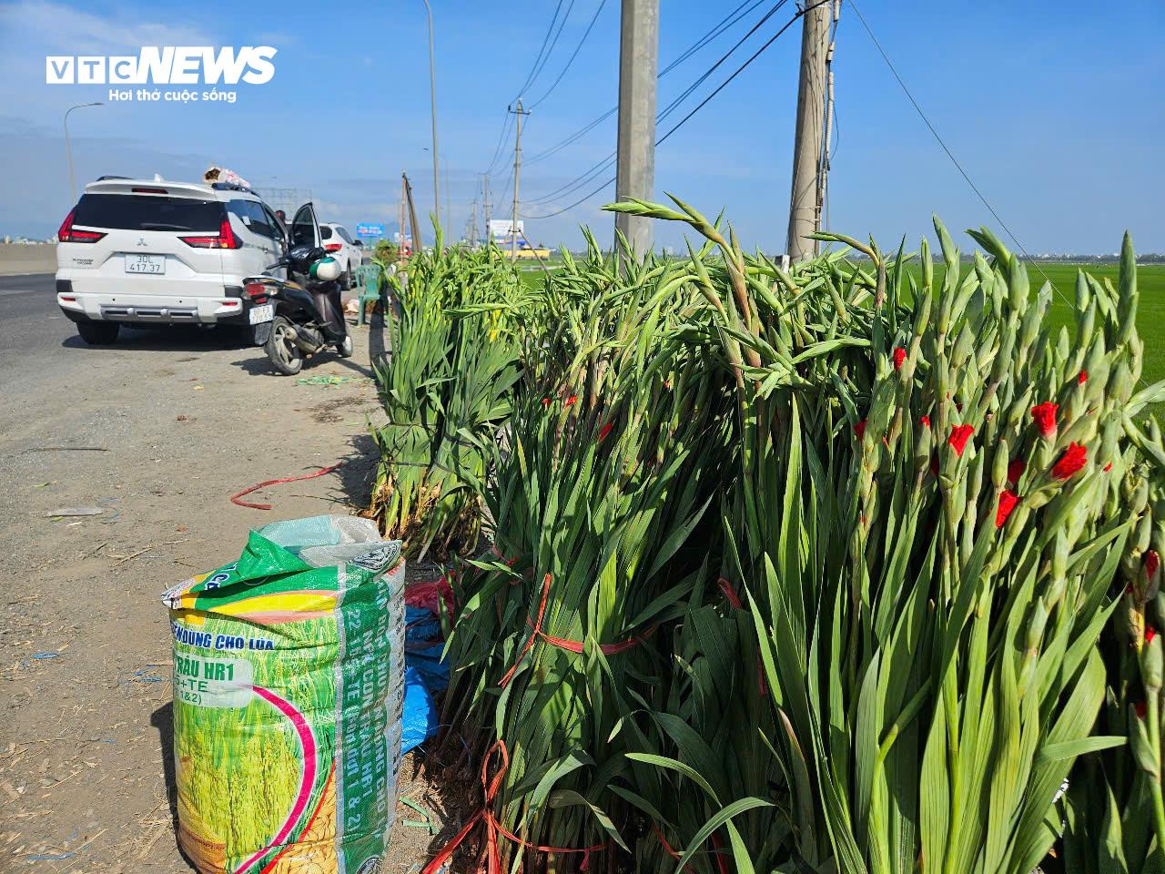 Thủ phủ hoa lay ơn ở Phú Yên mất mùa, nông dân lo mất Tết - 10