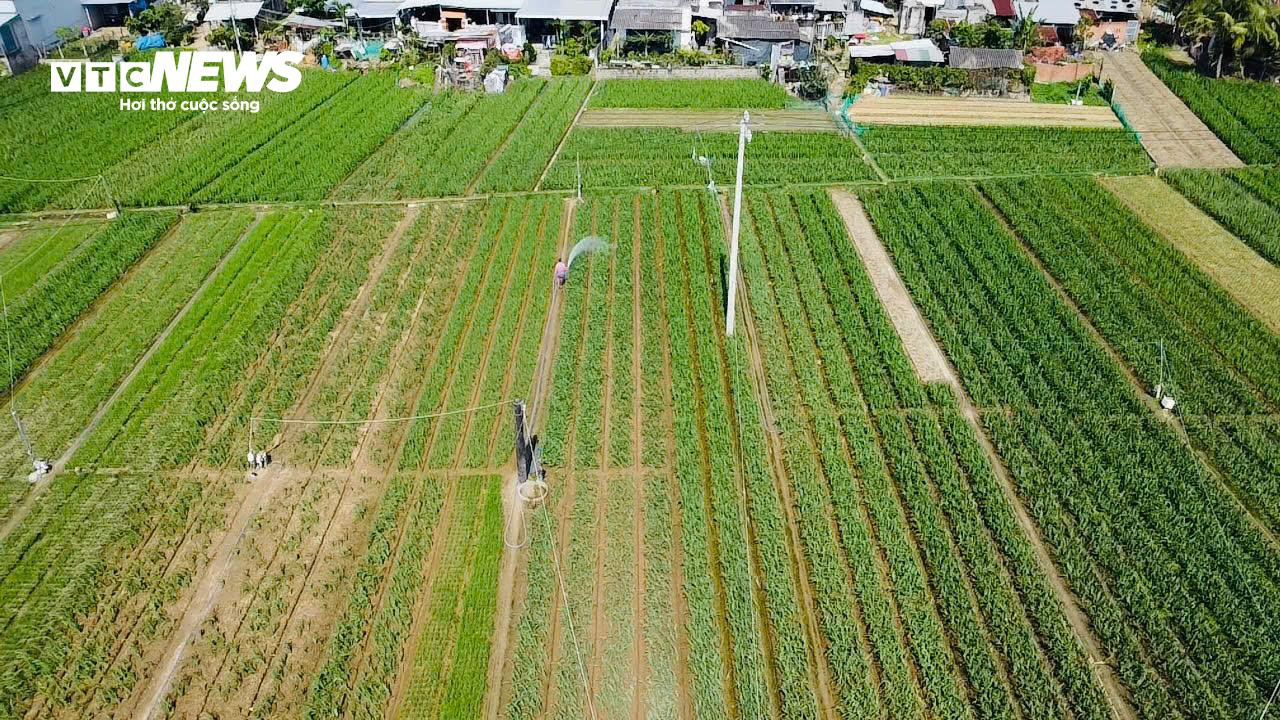 Thủ phủ hoa lay ơn ở Phú Yên mất mùa, nông dân lo mất Tết - 4