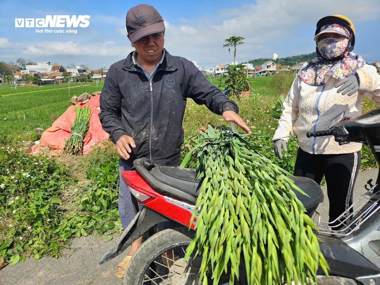 Thủ phủ hoa lay ơn ở Phú Yên mất mùa, nông dân lo mất Tết - 3