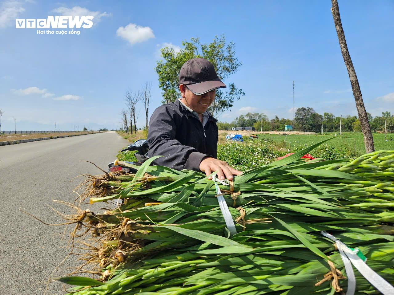 Thủ phủ hoa lay ơn ở Phú Yên mất mùa, nông dân lo mất Tết - 7